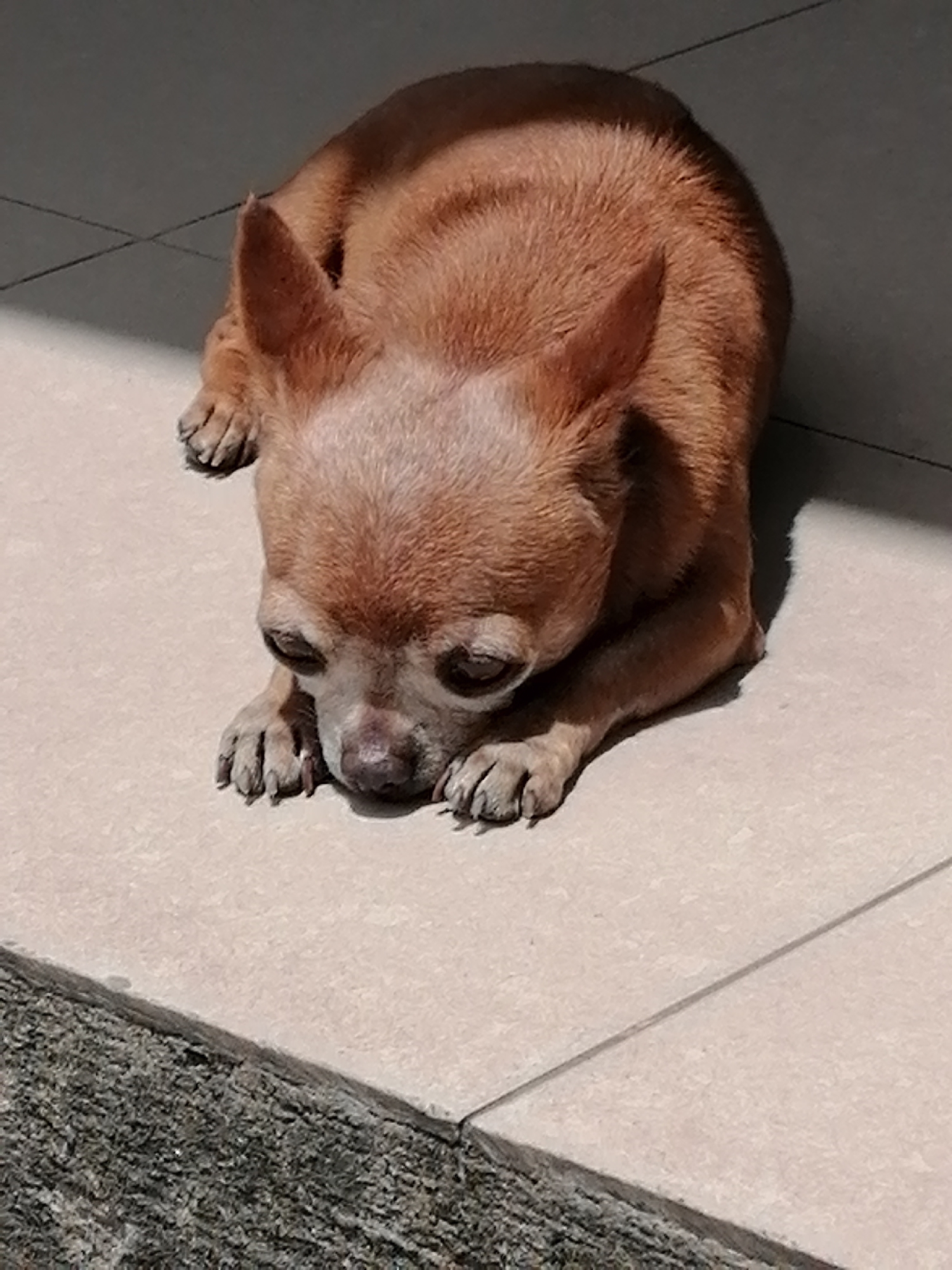 A small, light brown Chihuahua dog lies on its stomach on a tiled floor. The dog is positioned in the center of the frame, facing downwards towards its paws, with its head slightly tilted. Sunlight casts a shadow from the dog and creates a diagonal light and dark pattern across the floor. The floor appears to be light-colored tiles with visible grout lines. In the lower left corner, a darker, textured surface, possibly a concrete or stone border, is visible. The environment suggests an outdoor or semi-outdoor space, such as a patio or walkway, in Da Lat, Vietnam. No people are present in the image.
