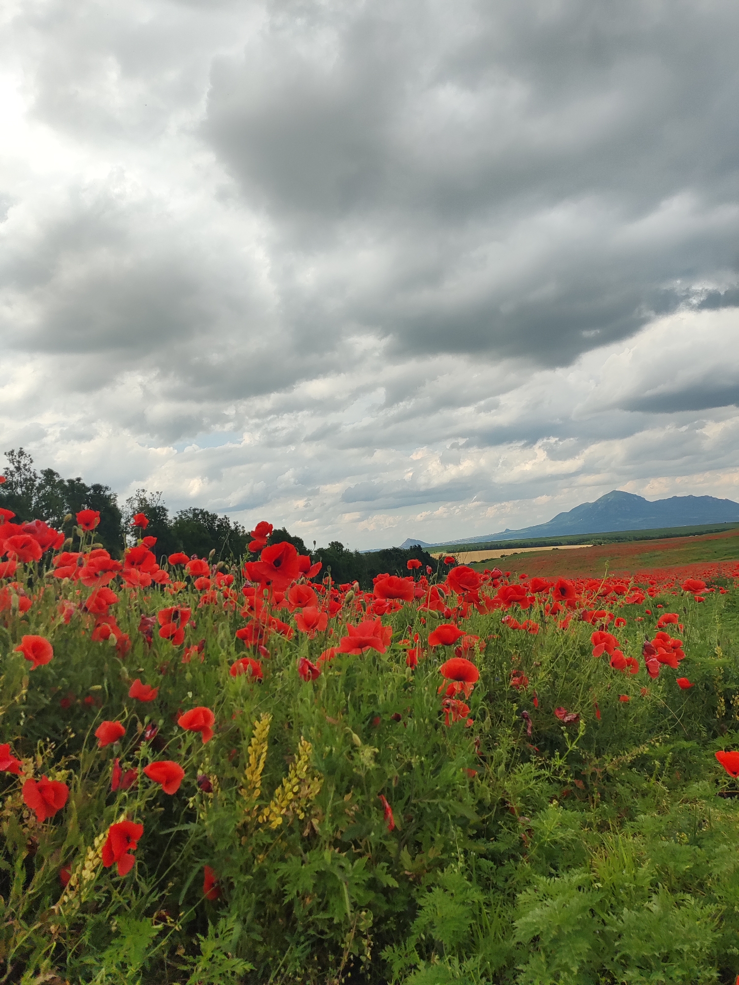 A field of vibrant red poppies stretches towards a distant mountain range under a dramatic, cloudy sky. The foreground is dominated by a dense carpet of poppies, their delicate petals a striking contrast against the lush green foliage. Scattered amongst the poppies are stalks of yellow wildflowers, adding another splash of color to the scene.
In the mid-ground, a line of trees forms a dark silhouette against the horizon, with a hint of a golden field visible behind them. The background is dominated by a rugged mountain range, its peaks softened by the atmospheric haze. The sky is a tapestry of grey and white clouds, with patches of blue sky peeking through, suggesting a day of changeable weather, possibly late afternoon.
The overall impression is one of natural beauty and tranquility, with the expansive poppy field evoking a sense of peace and wonder. The scene is set in Yutsa, Russia. There is no visible text in the image.