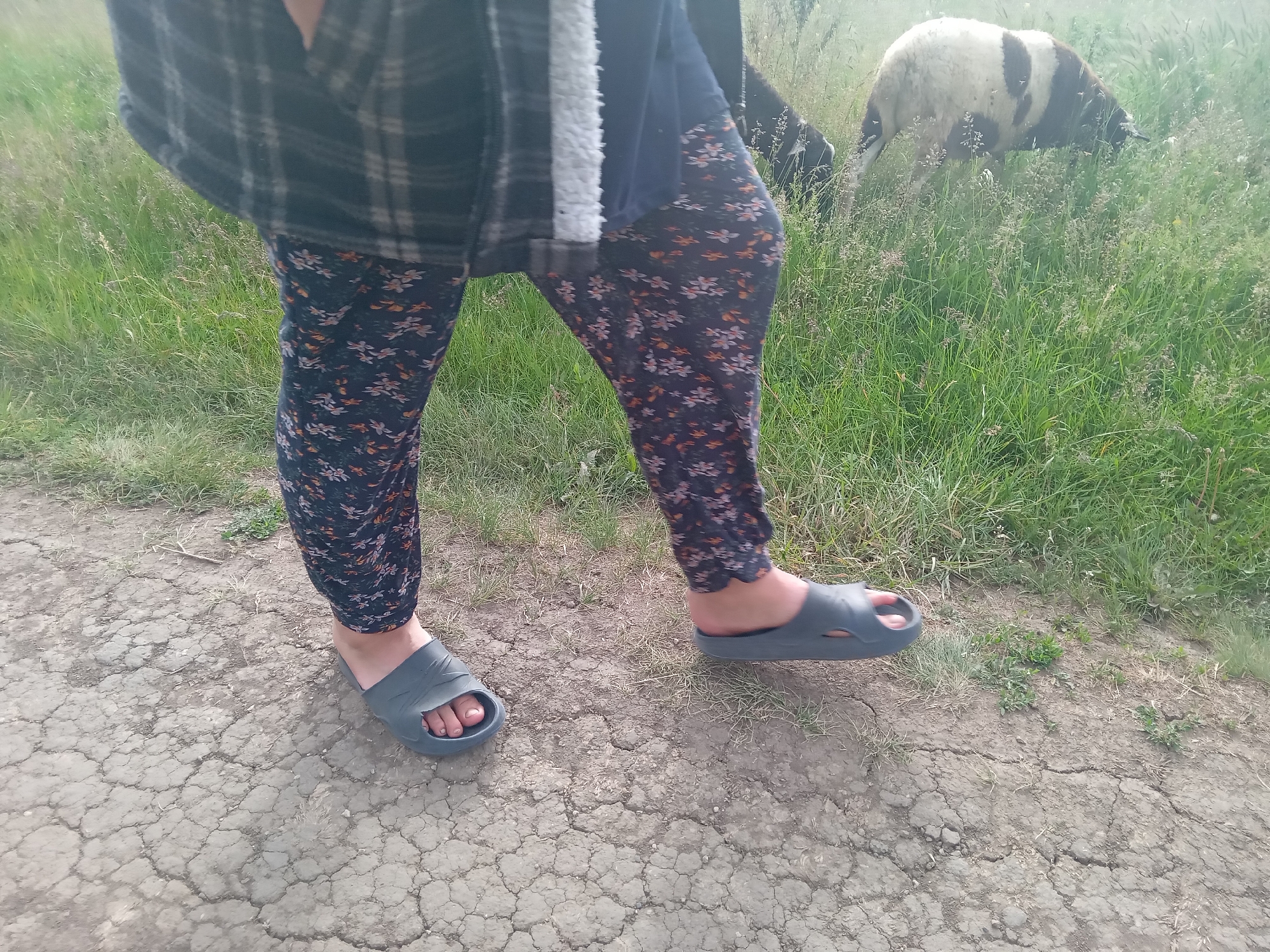 The image captures a ground-level view of a person standing on a dry, cracked dirt path next to a grassy field. The person is wearing dark blue leggings with a floral pattern and dark grey slip-on sandals. A plaid jacket and what appears to be a dark blue top are visible on their upper body. In the grassy background, a sheep with white and dark brown/black markings is seen grazing. Another animal, likely a sheep or goat, is partially visible to the left of the main sheep. The setting appears to be a rural or semi-rural outdoor area, possibly a pasture or a path alongside one. The lighting suggests it is daytime. There is no visible text in the image.
