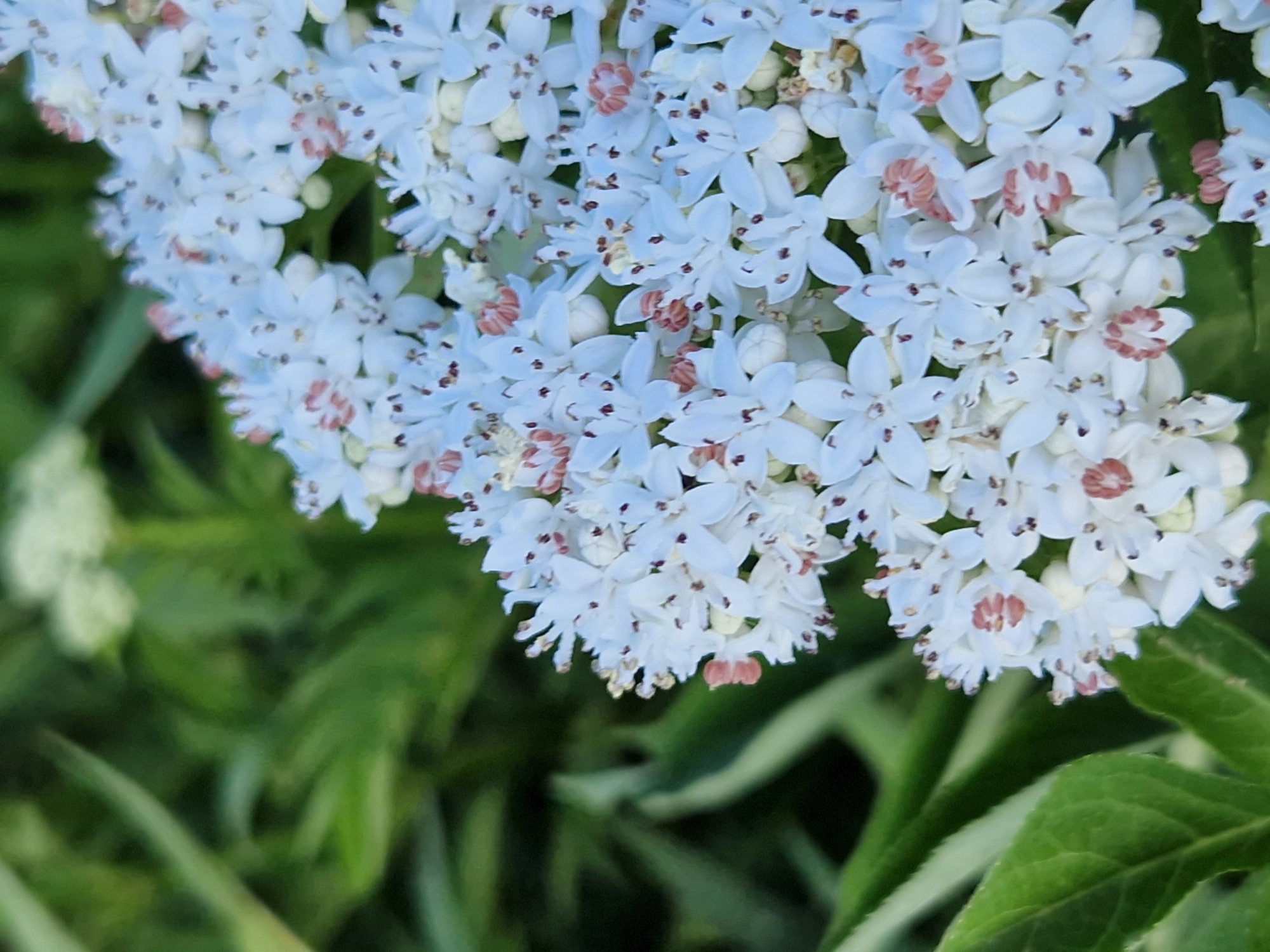 The image is a close-up, macro photograph of a cluster of small, white elderflowers with light pink centers. The flowers are delicate and star-shaped, with prominent brown stamens. They are densely packed together, forming a corymb. In the background, out of focus, are lush green leaves, suggesting a natural outdoor setting. The lighting appears to be bright, possibly indicating daytime, with no clear shadows visible. The overall impression is one of natural beauty and the freshness of spring or early summer. The location context provided is Sofia, Bulgaria, which aligns with the common blooming season for elderflowers in that region. No text is visible in the image.