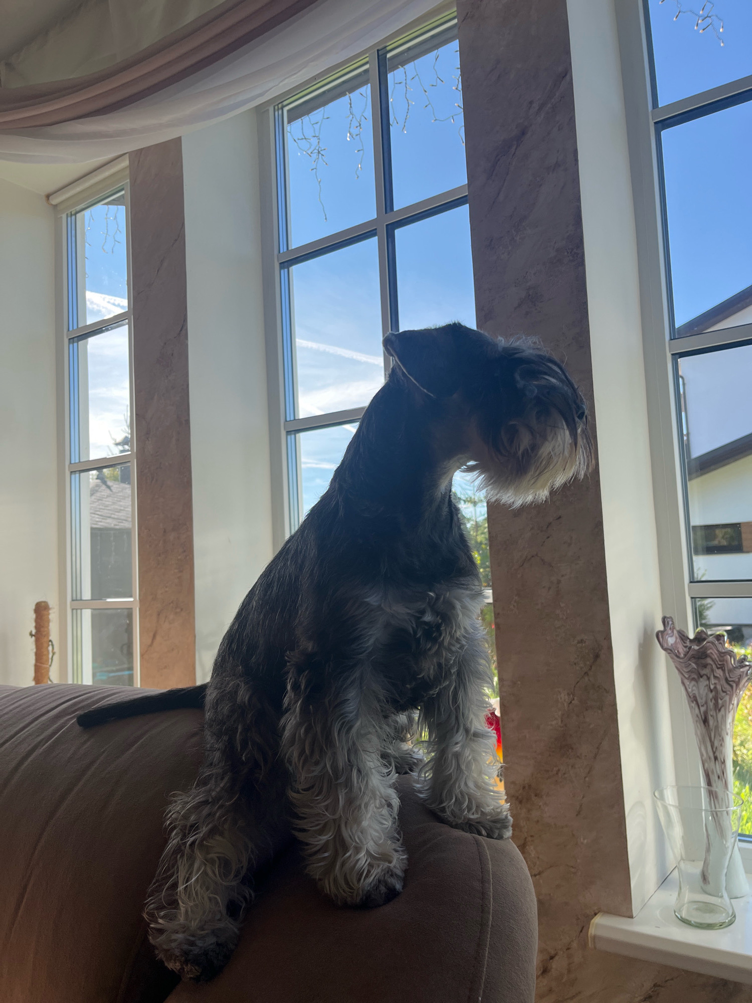 A Miniature Schnauzer dog sits on a brown sofa facing a window with a bright blue sky visible outside. The dog has gray and black fur and is looking to the right. The sofa is positioned in front of a large window with multiple panes. On the windowsill, there is a clear glass vase with a purple and white patterned vase behind it. The room appears to be well-lit, with natural light streaming through the window. The image was taken in Vladimirovka, Russia.