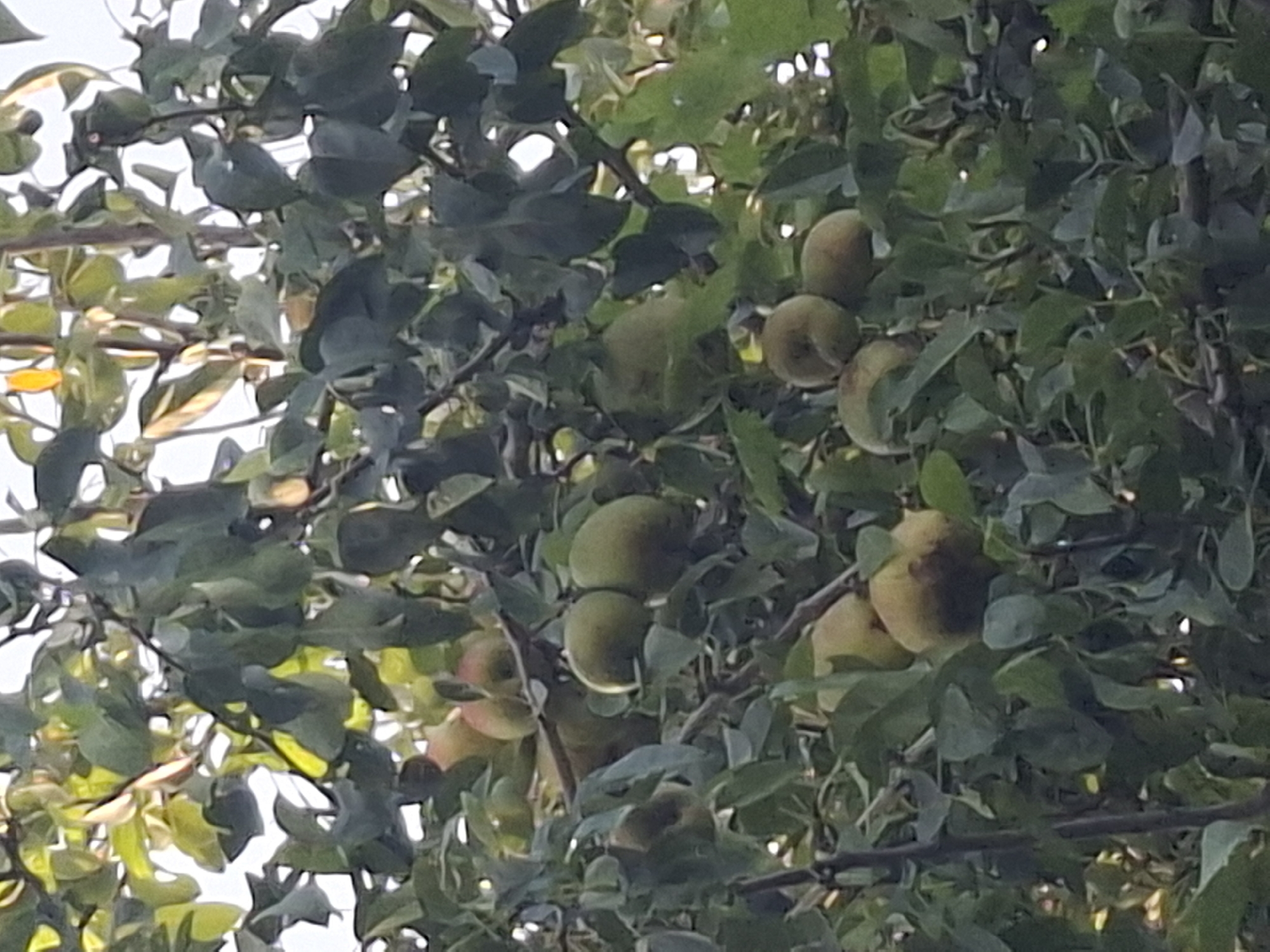 The image shows a close-up view of a tree laden with fruit, likely pears, in a natural setting. The fruit varies in color from green to a reddish-yellow hue, and some appear to be partially obscured by the dense foliage. The leaves of the tree are a deep green, with some appearing lighter due to the sunlight filtering through the branches. The background is a mix of sky and more leaves, suggesting an outdoor environment. The image does not contain any visible people or any specific landmarks that would allow for precise localization within the city of Almaty, Kazakhstan. The scene depicts a still life of fruit growing on a tree, bathed in natural light.
