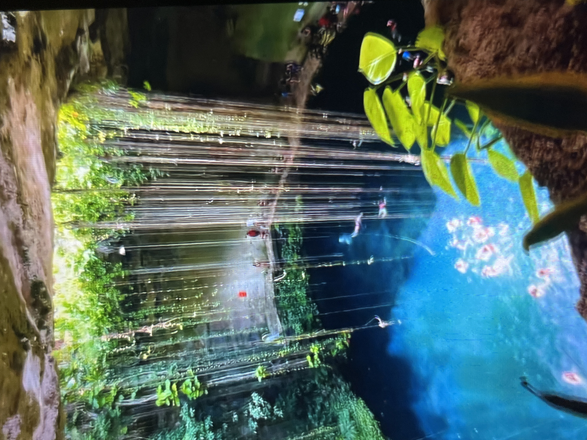 The image shows a cenote, a natural pit or sinkhole, possibly in Tinaquillo, Venezuela. The sinkhole is filled with clear blue water. Above the water level, vegetation clings to the rocky walls of the cenote. Long thin roots hang down from the ceiling, creating a curtain-like effect. At the top of the image, a crowd of people is visible, looking down into the cenote. Several people appear to be swimming in the water. There is vegetation in the foreground on the right side.