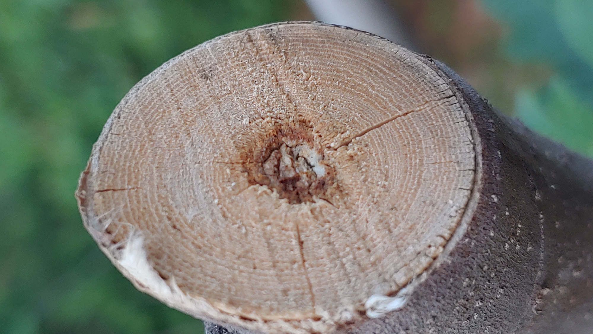 This is a close-up, vertical, outdoor, macro photograph of a cut tree branch. The cut surface of the branch, which is facing the camera, exhibits concentric growth rings. The center of the cut surface appears to be slightly damaged or hollowed out. The bark of the branch is visible around the edges of the cut surface. The background is blurred and appears to be green foliage, suggesting an outdoor environment. There are no people or animals visible in the image, and no specific landmarks or details that would indicate a location within the city of Mukachevo, Ukraine.