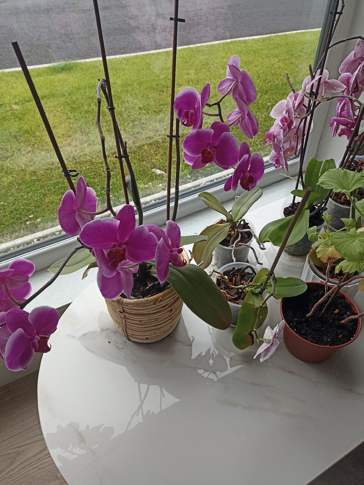 The image displays a collection of potted plants, primarily orchids, arranged on a white marble surface against a window. Outside the window, a patch of green grass is visible, bordered by a grey paved area, suggesting an outdoor environment. The orchids exhibit a variety of purple and pink hues. Some plants are in transparent plastic pots, while others are in a woven basket. The lighting suggests it is daytime. There are no people visible in the image. The location is described as Doirí Beaga, Ireland.