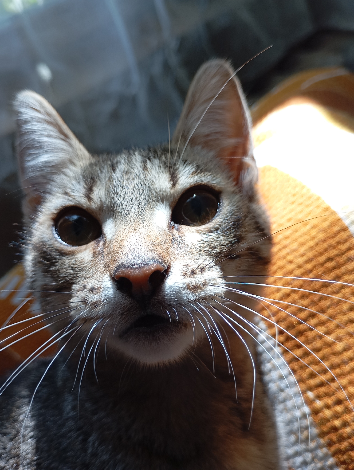 The image is a close-up, low-angle shot of a tabby cat's face. The cat is positioned centrally, looking directly at the camera. Sunlight streams in from the right, illuminating the cat's whiskers and fur, and creating a bright glow in the background. The background appears to be an orange, textured surface, possibly a blanket or cushion, with some blurry translucent material above it, suggesting an indoor setting near a window. There are no people or discernible city landmarks present. The image does not provide any information about the location in the city of Фоки, Russia.
