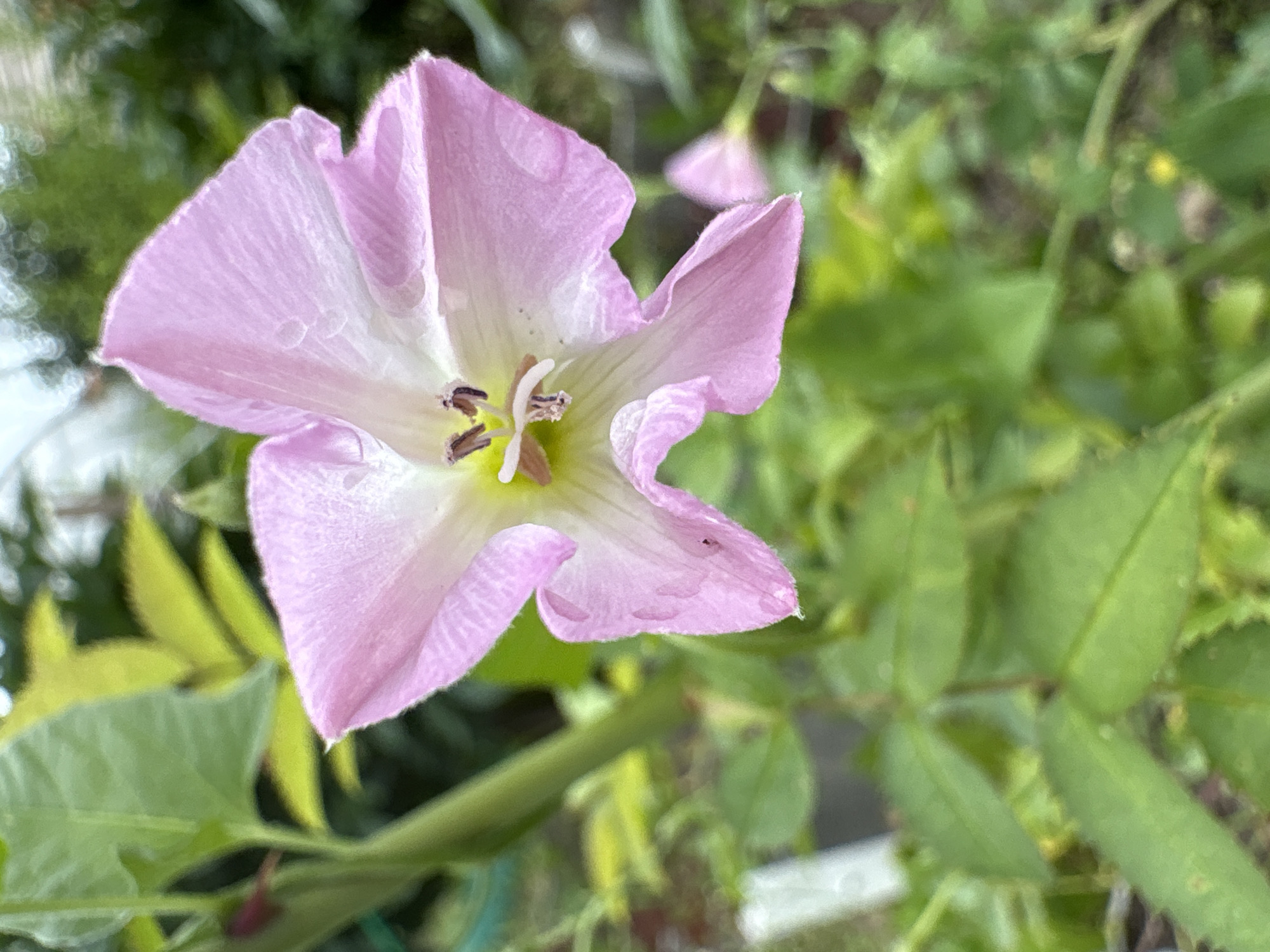 A close-up, shallow depth of field photograph captures a single pink flower with a white center. The flower has five petals that are ruffled and slightly translucent, with visible veins. Small water droplets are present on the petals. Inside the flower, the stamens are visible with dark brown anthers. The background is blurred, showing green foliage and a hint of what appears to be a sky. The image appears to be taken outdoors in a natural setting, likely a garden, with no discernible urban elements or location markers suggesting it is in Ветлужский, Russia. The focus is solely on the flower, with no people, animals, or specific man-made objects clearly identifiable.