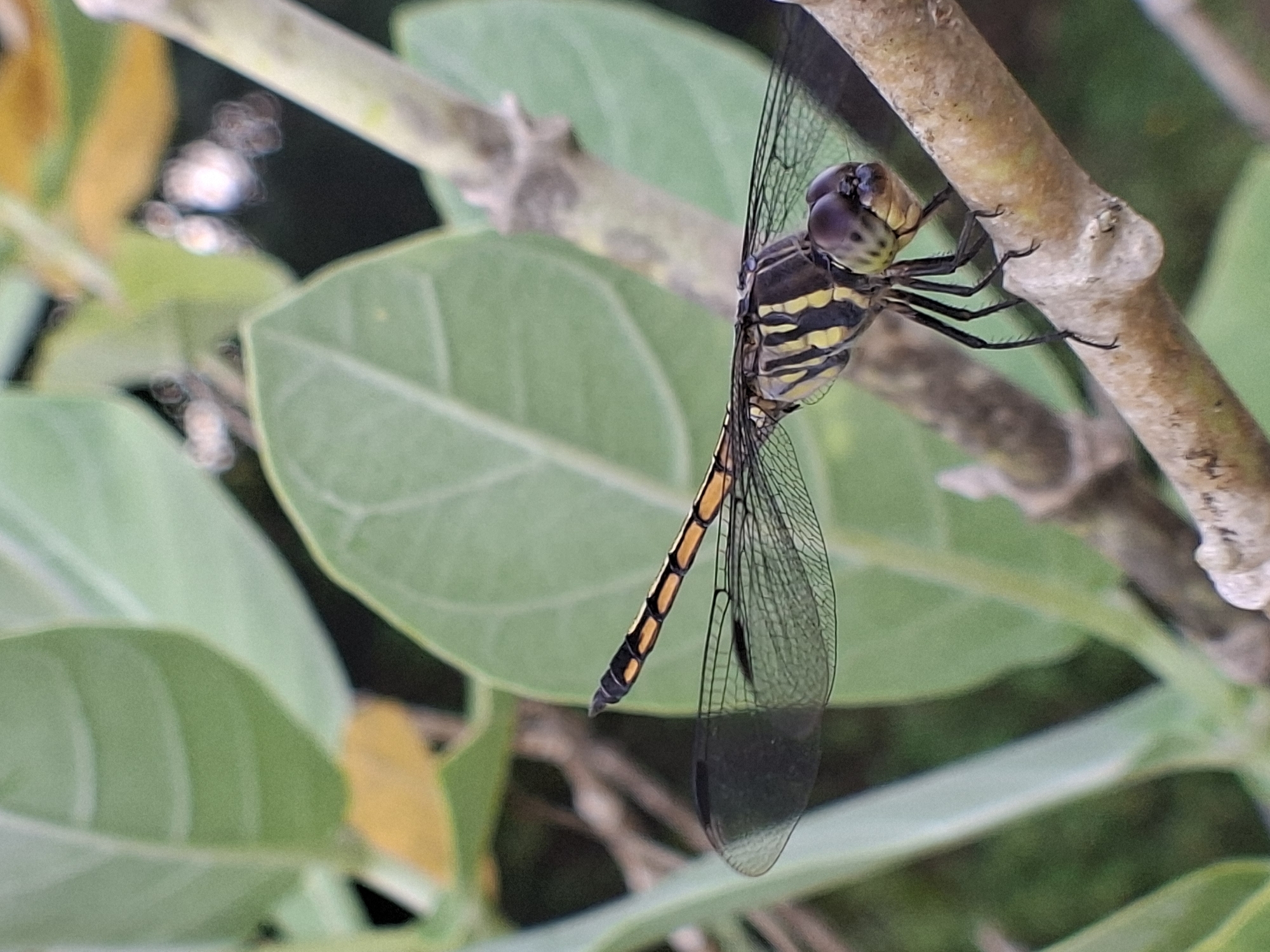 A dragonfly clings to a branch among green leaves. The dragonfly is yellow and black. The environment is leafy with blurred background shapes. It's daytime. While the prompt mentioned Lhokseumawe, Indonesia, there is no discernible evidence within the image to confirm this location.