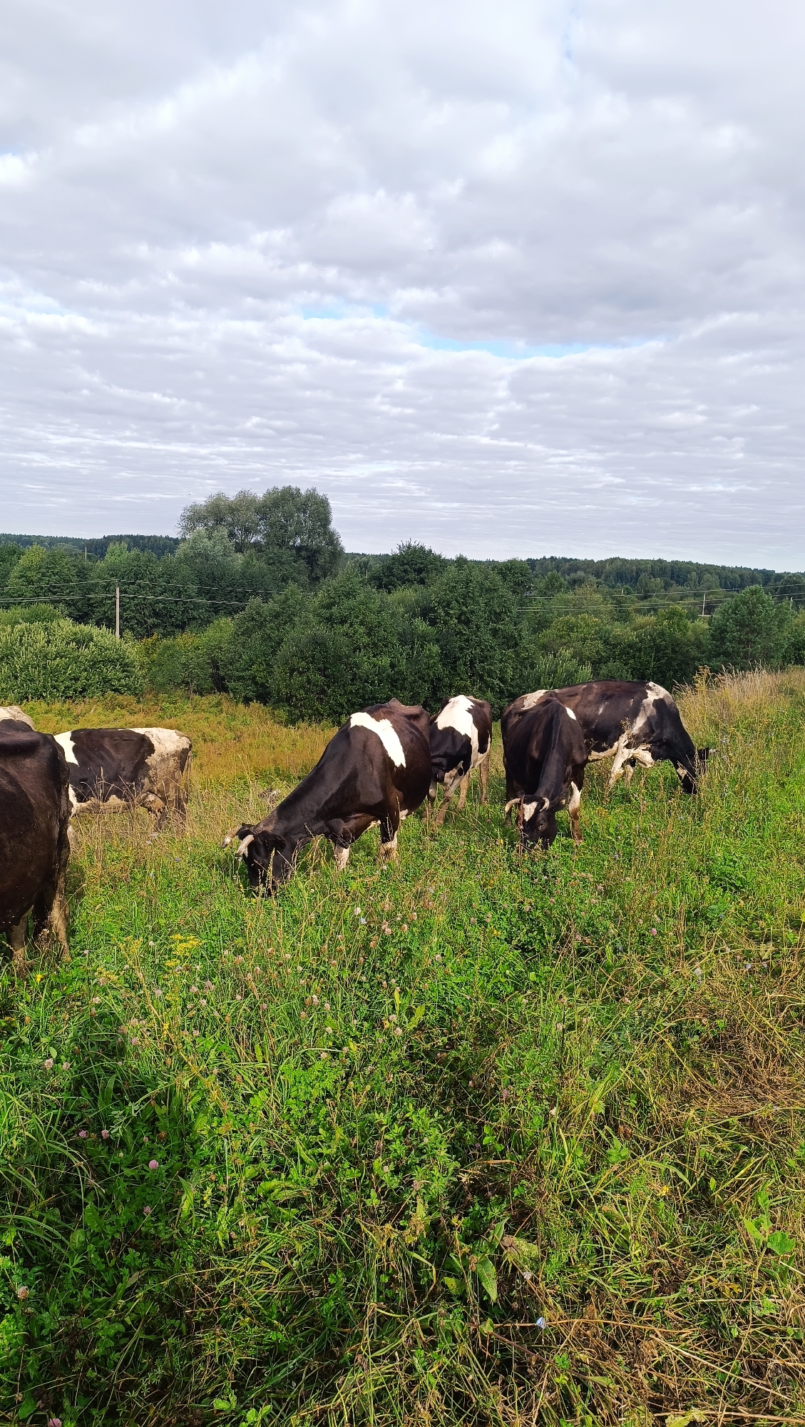 In a lush, green field under a cloudy sky, several black and white cows are grazing. The cows are spread out across the field, with some closer to the foreground and others further back. The background features a dense line of trees, and a hilly landscape stretches beyond them. The overall scene depicts a rural, pastoral setting.