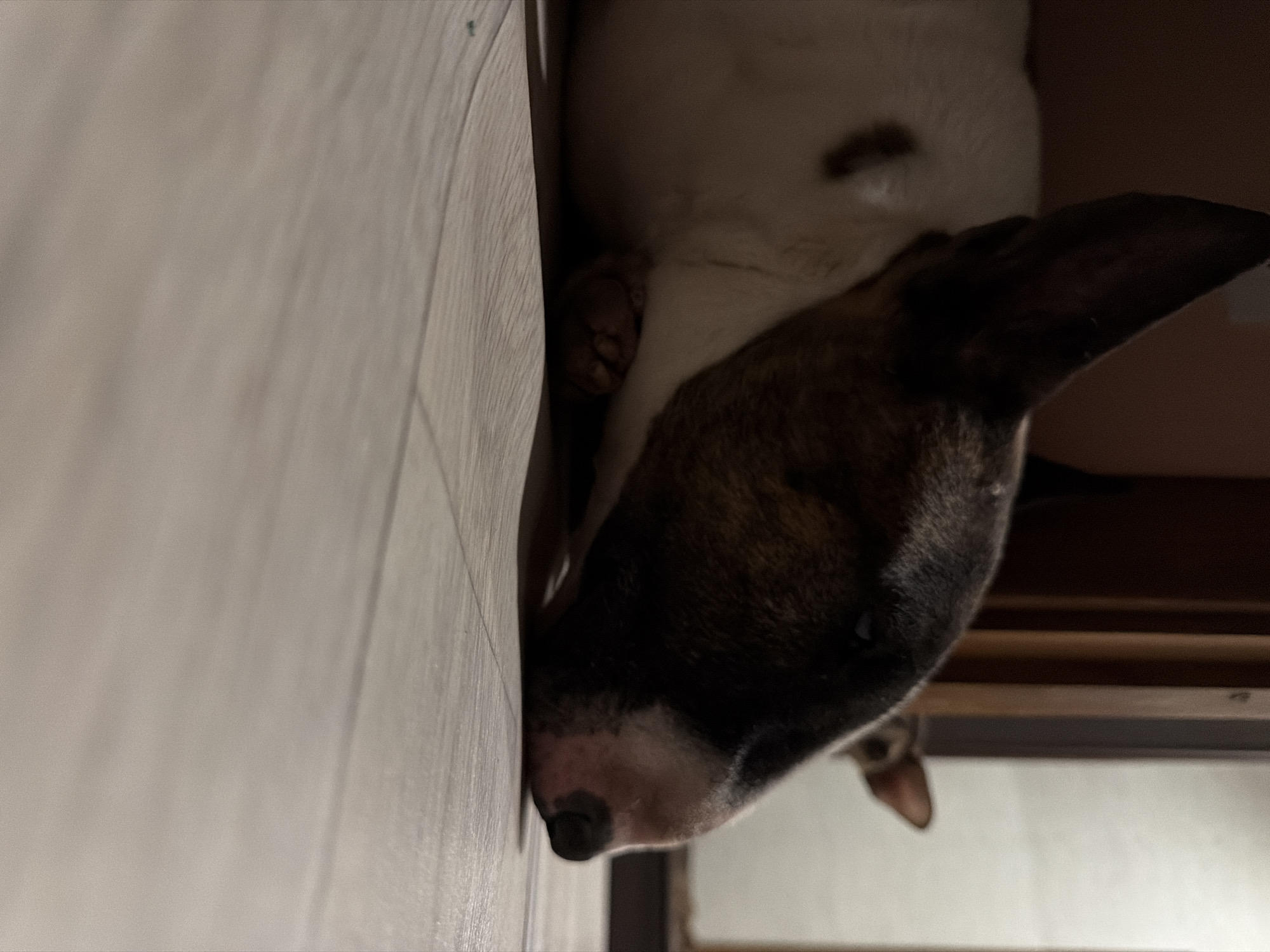 The image features a dog, likely a bull terrier, with its face pressed against a wooden surface. The dog's coat is a mix of brown and white. The wooden surface appears to be part of a structure, potentially a wall or piece of furniture. Part of a dog paw is also visible, tucked behind the nose. The setting is indoors and the lighting is subdued. The location is Chaikovsky, Russia.