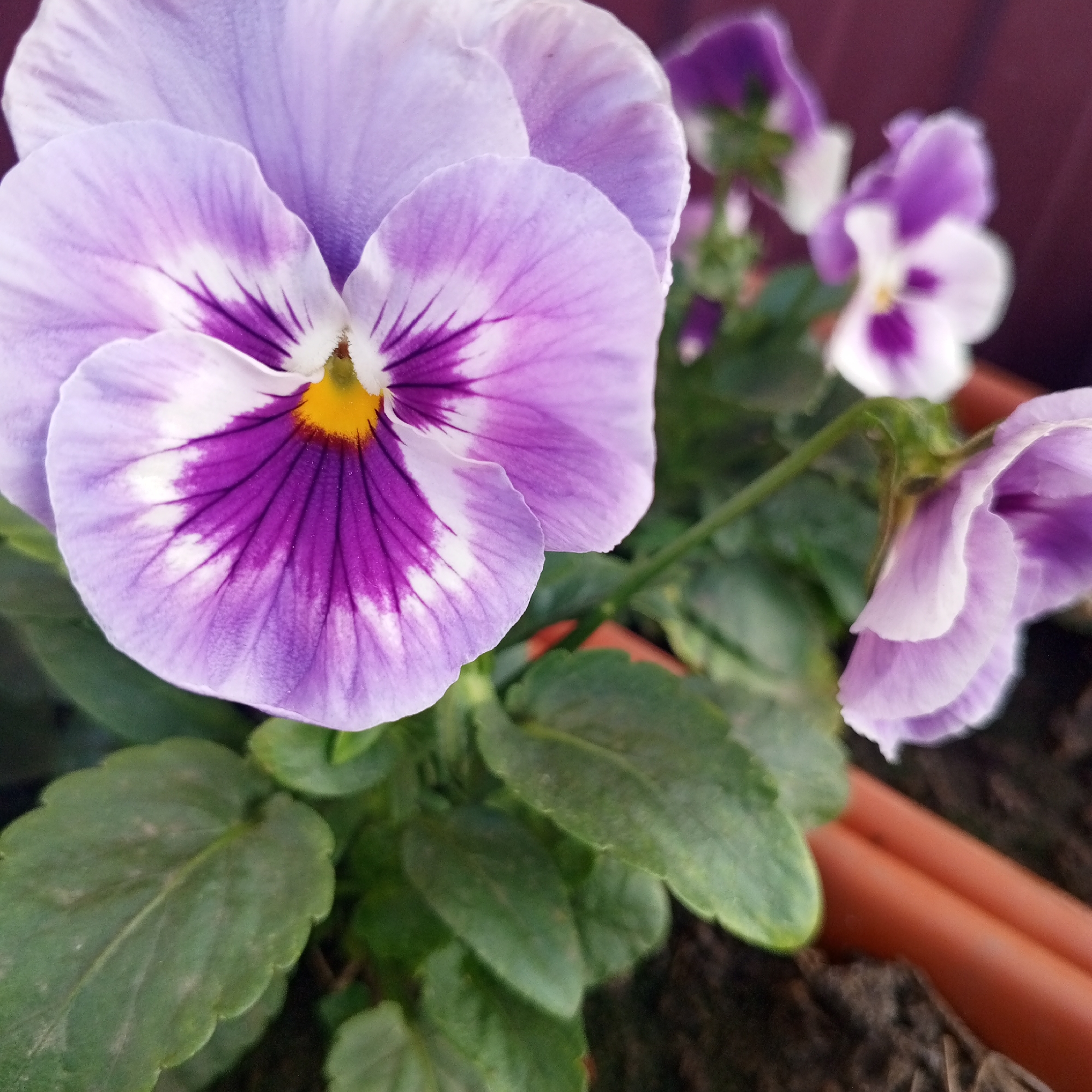 The image displays a close-up view of a purple and white pansy flower in a brown pot. The flower has five petals, with the top two petals being predominantly pale purple and the lower three featuring a white center with intricate purple veining. The center of the flower is yellow. Several green leaves are visible, some in focus and others blurred. In the background, other purple and white pansy flowers are out of focus, as is a dark brown, possibly wooden, surface. The scene appears to be outdoors, likely in a garden or on a balcony, given the presence of a pot and natural lighting. The setting is Sayanogorsk, Russia.