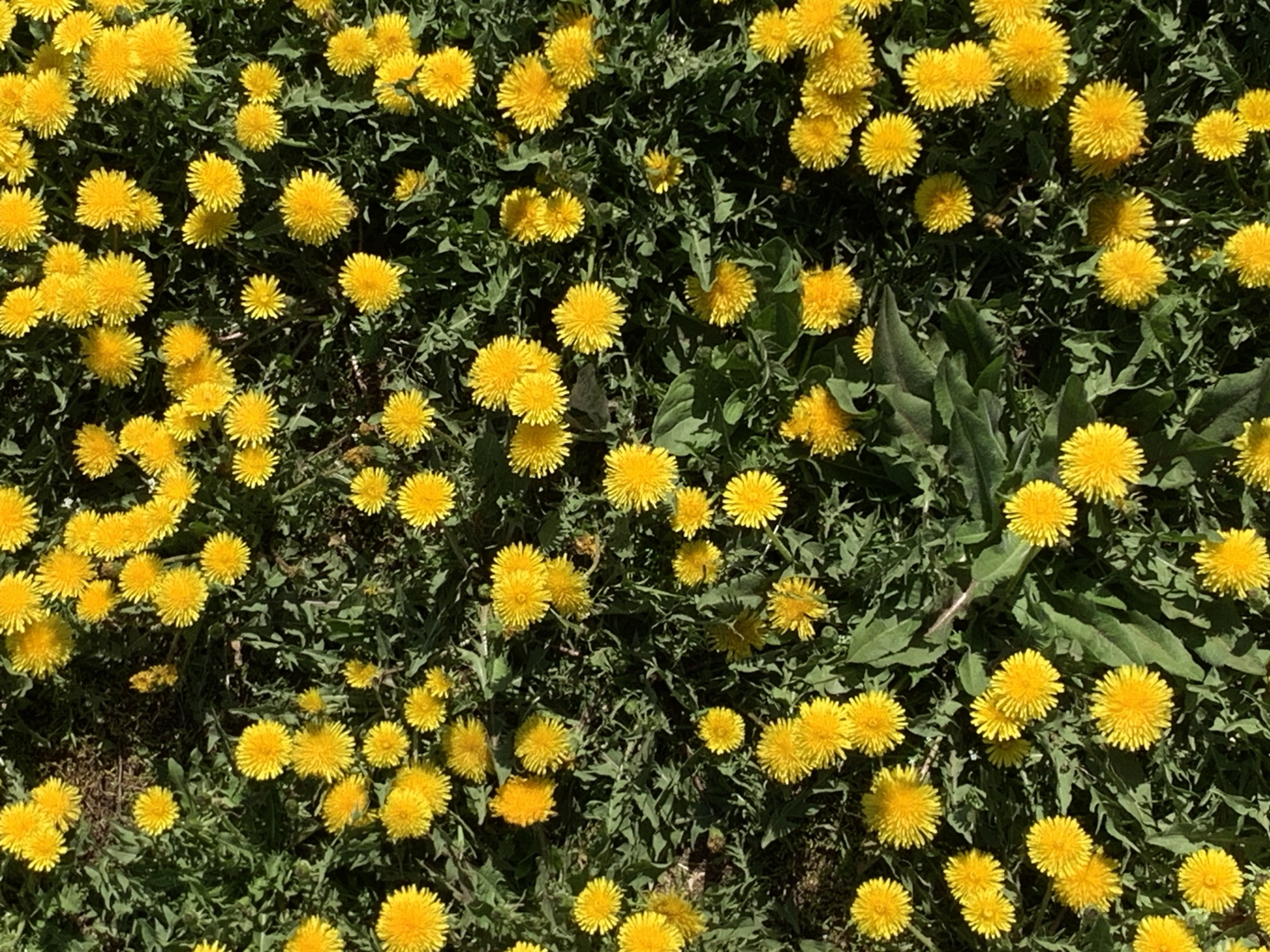 The image shows a dense field of dandelions in full bloom. The yellow flowers are interspersed with green leaves. The location in the city of Фоки, Russia is unknown without further information. There are no people or distinct objects visible in the image.