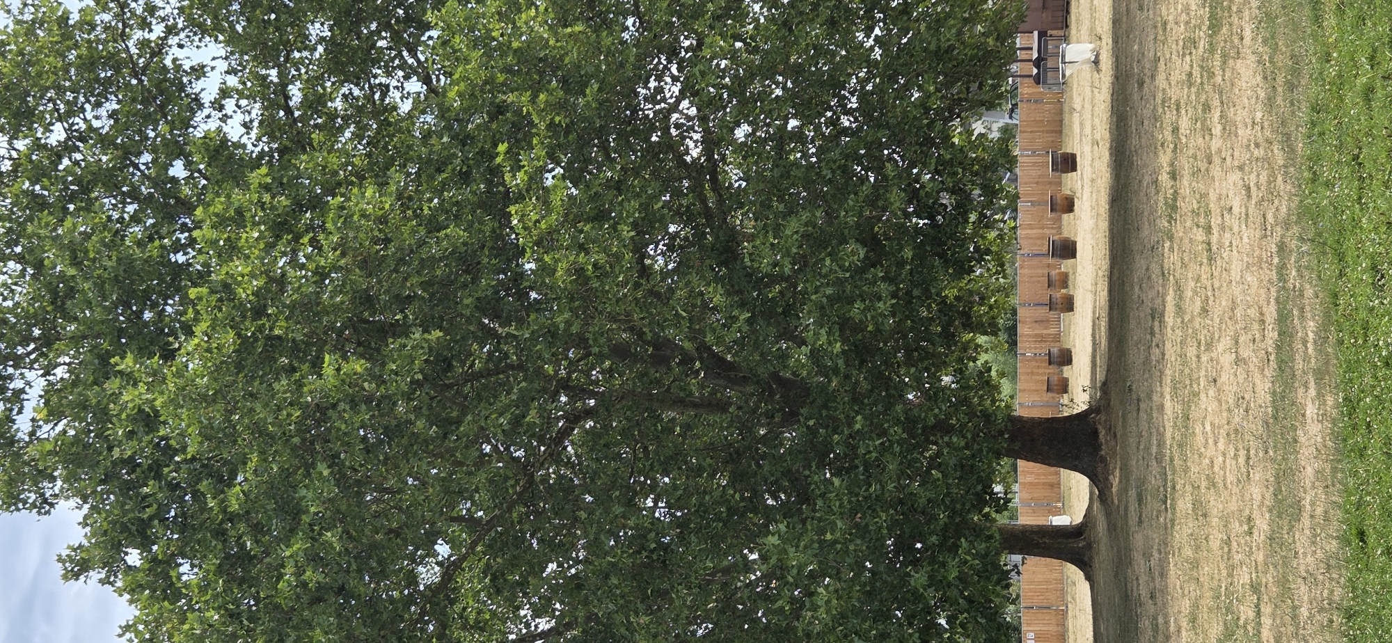 The image shows a park scene with large trees dominating the foreground. In the middle ground, a wooden fence runs horizontally across the frame, behind which are several empty wooden barrels lined up. The ground is covered with dry, yellowish grass. The sky is partly cloudy. The location is the Parc de l'Orangerie in Strasbourg, France. There are no people visible in the image.