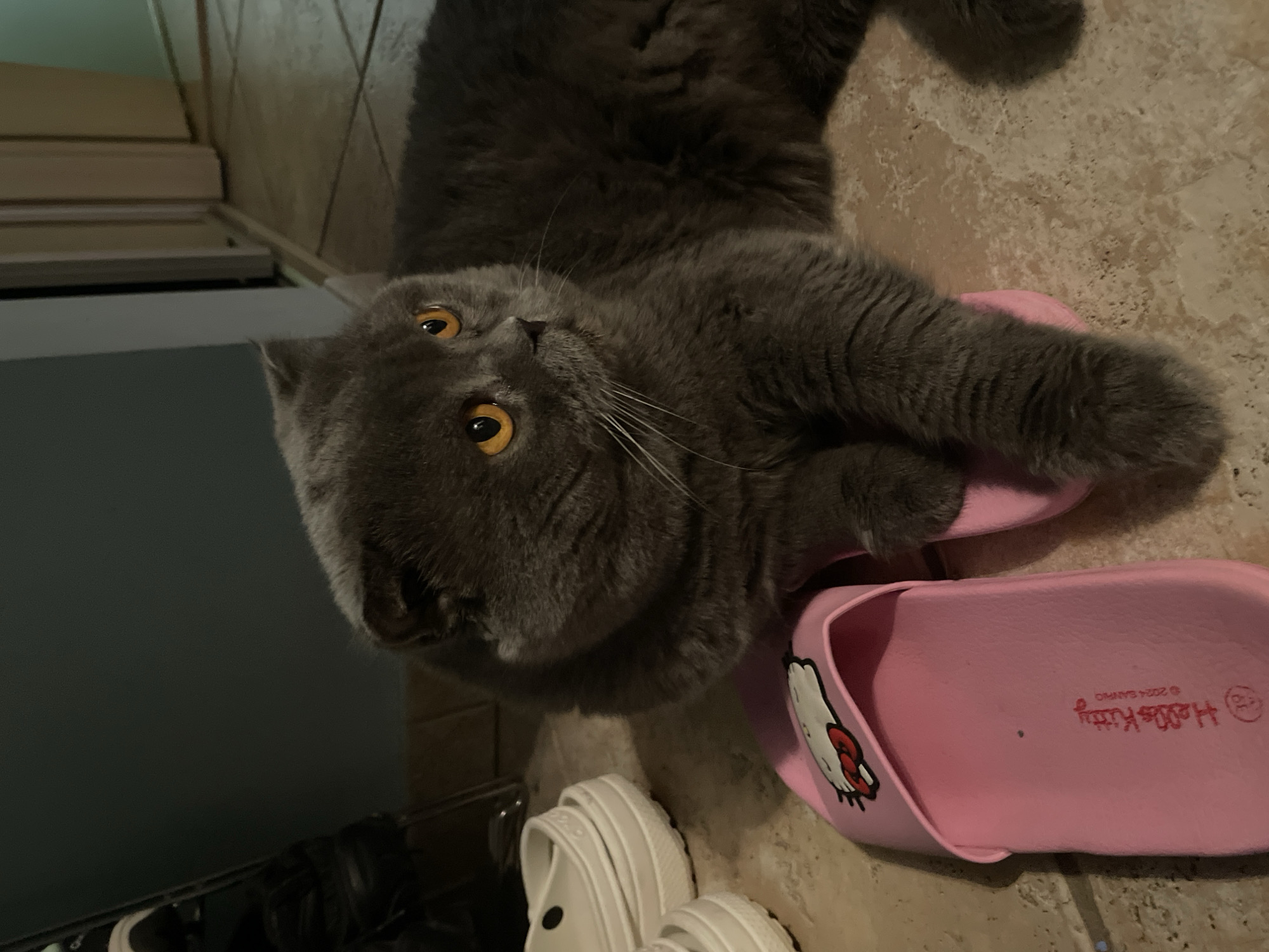 A gray cat lies atop a pair of pink Hello Kitty sandals. Below the sandals are white Crocs. The scene is indoors, on a tile floor, next to a dark gray wall with a wooden shelf or cabinet above it. The city and state are unknown.
