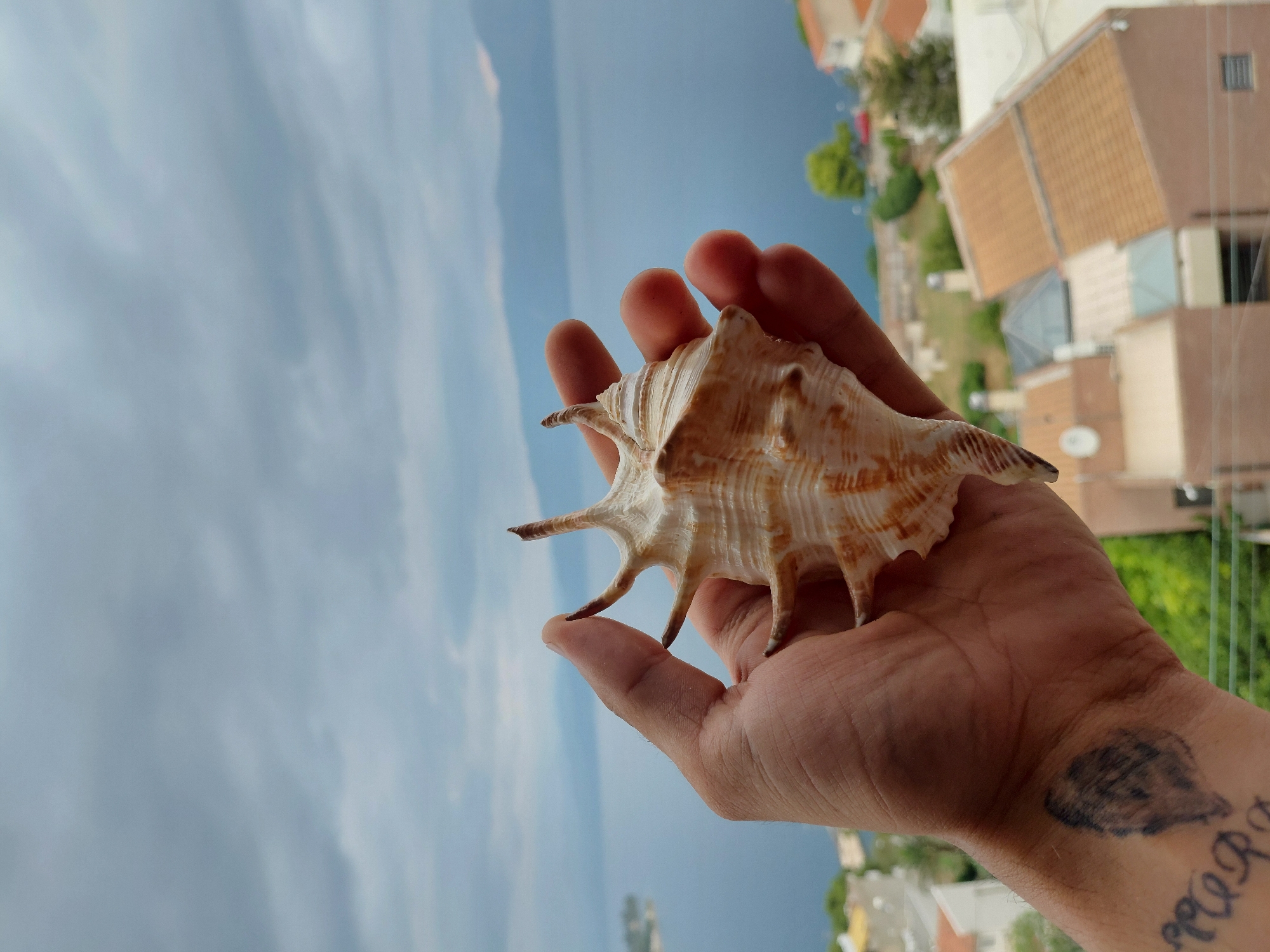A close-up, outdoor, eye-level shot shows a hand holding a large, spiky seashell in front of a blurred background. The seashell, which is light brown and white with darker brown markings, is held between the thumb and forefingers, with the other fingers supporting its base. The hand has a dark, abstract tattoo on the wrist and another tattoo with legible lettering below it. In the background, out of focus, is a body of water, likely the sea, with a distant mountainous coastline under a cloudy, grey sky. Below the water and coastline, the rooftops of buildings in a town are visible, suggesting the location is Municipal Unit of Aegio, Greece. The scene appears to be captured during daylight hours.