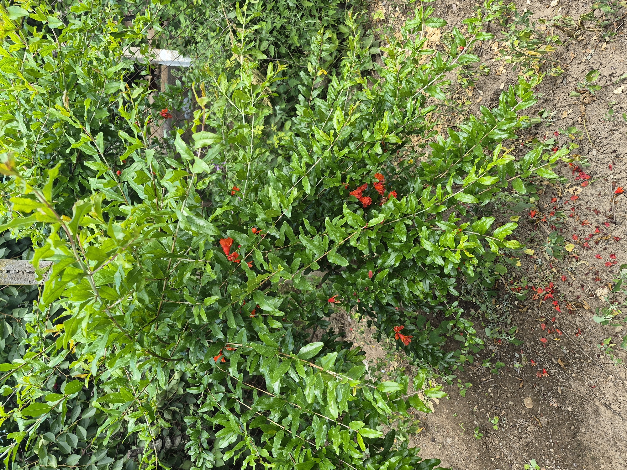 The image displays a dense pomegranate tree with vibrant green foliage and numerous small, bright red flowers. The tree is situated in a garden area with dry, brown soil covering the ground. Scattered on the soil are fallen red petals from the flowers, indicating that the tree is in bloom. In the background, a grey concrete pillar and a metal fence are visible, suggesting the garden is part of a residential or agricultural property. The overall scene is natural and appears to be in Ptghavan, Armenia, given the context provided. There are no people or animals present in the image.