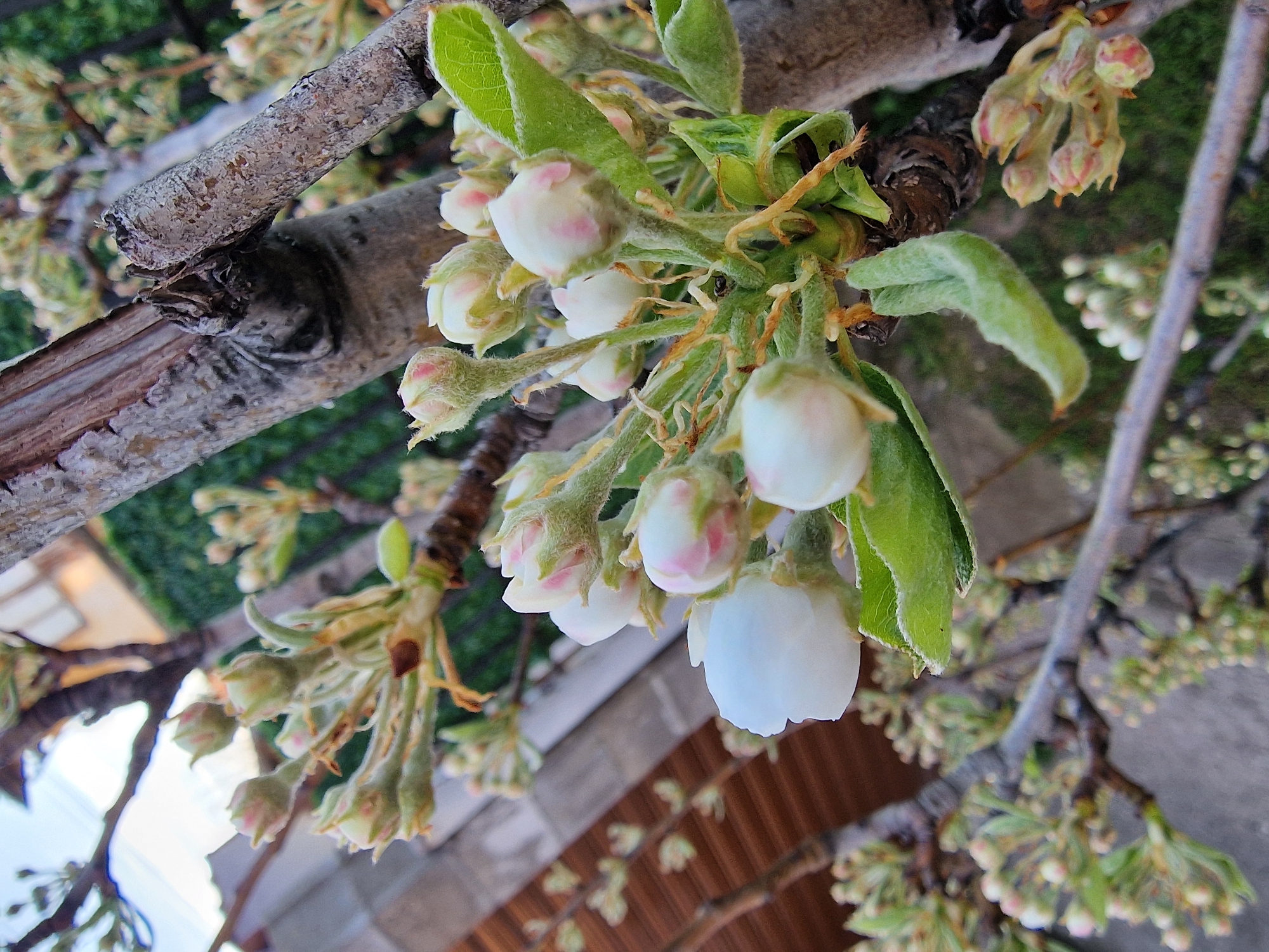 A close-up shot depicts a branch of a tree laden with unopened flower buds and a few blooms. The buds are primarily white with tinges of pink at their tips, tightly clustered together. Green leaves are interspersed among the buds and blooms, appearing soft and slightly fuzzy. The branch is a light brown color with a rough texture. The background is blurred, showing glimpses of green vegetation, a section of a roof or wall, and hints of sky. The overall lighting is bright, suggesting daylight.