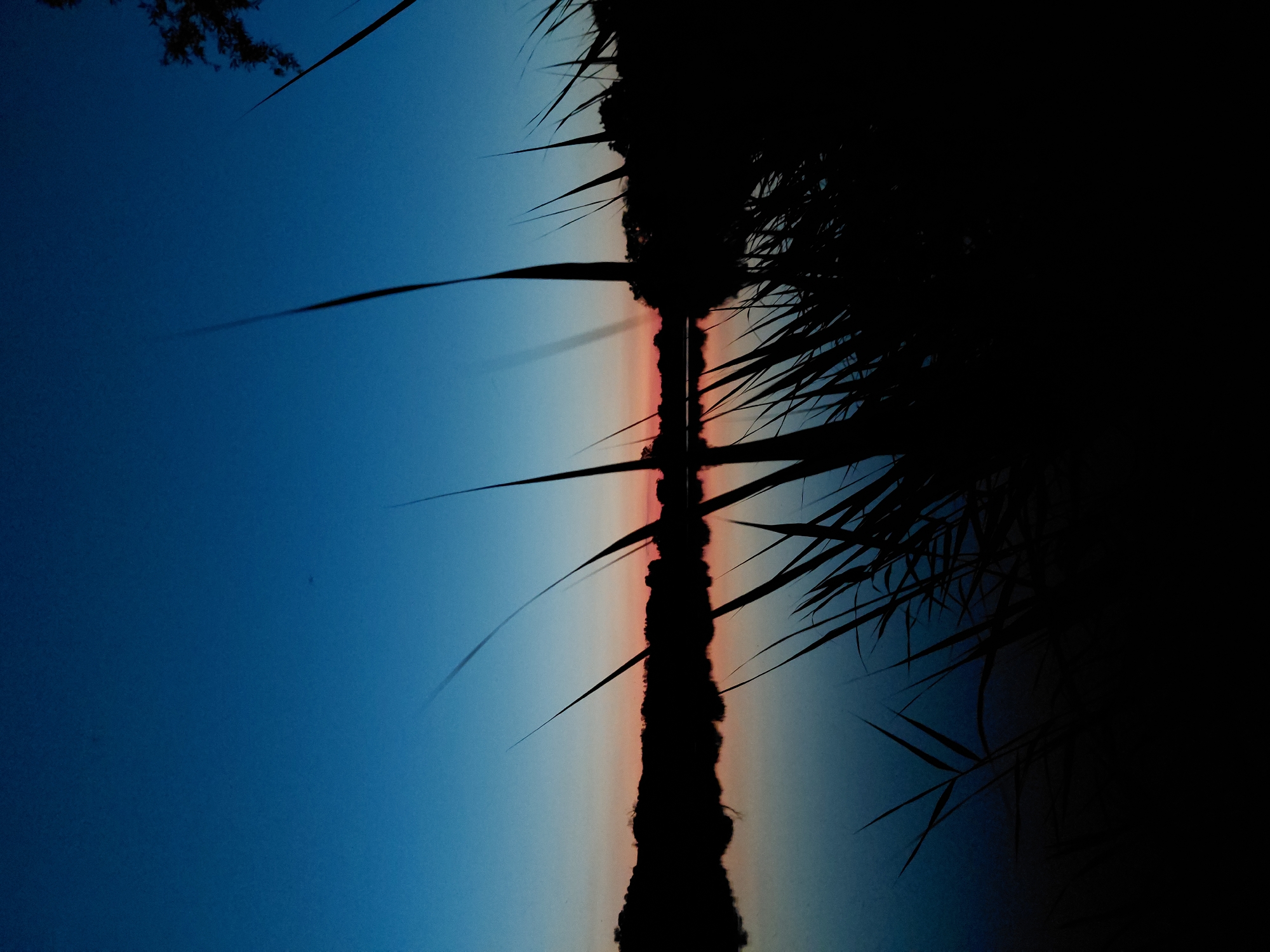The image captures a serene waterscape at dusk, with the sky transitioning from a deep blue to hues of orange and pink near the horizon. Silhouetted reeds and vegetation dominate the foreground, their long, slender forms reaching upwards and creating a natural frame for the scene. Beyond the reeds, a dark, undulating tree line forms the distant shore of a calm body of water, which perfectly reflects the muted colors of the sky and the silhouettes of the vegetation. The overall impression is one of tranquility and the fading light of day. This scene is located in the vicinity of Ustyvytsia, Ukraine.