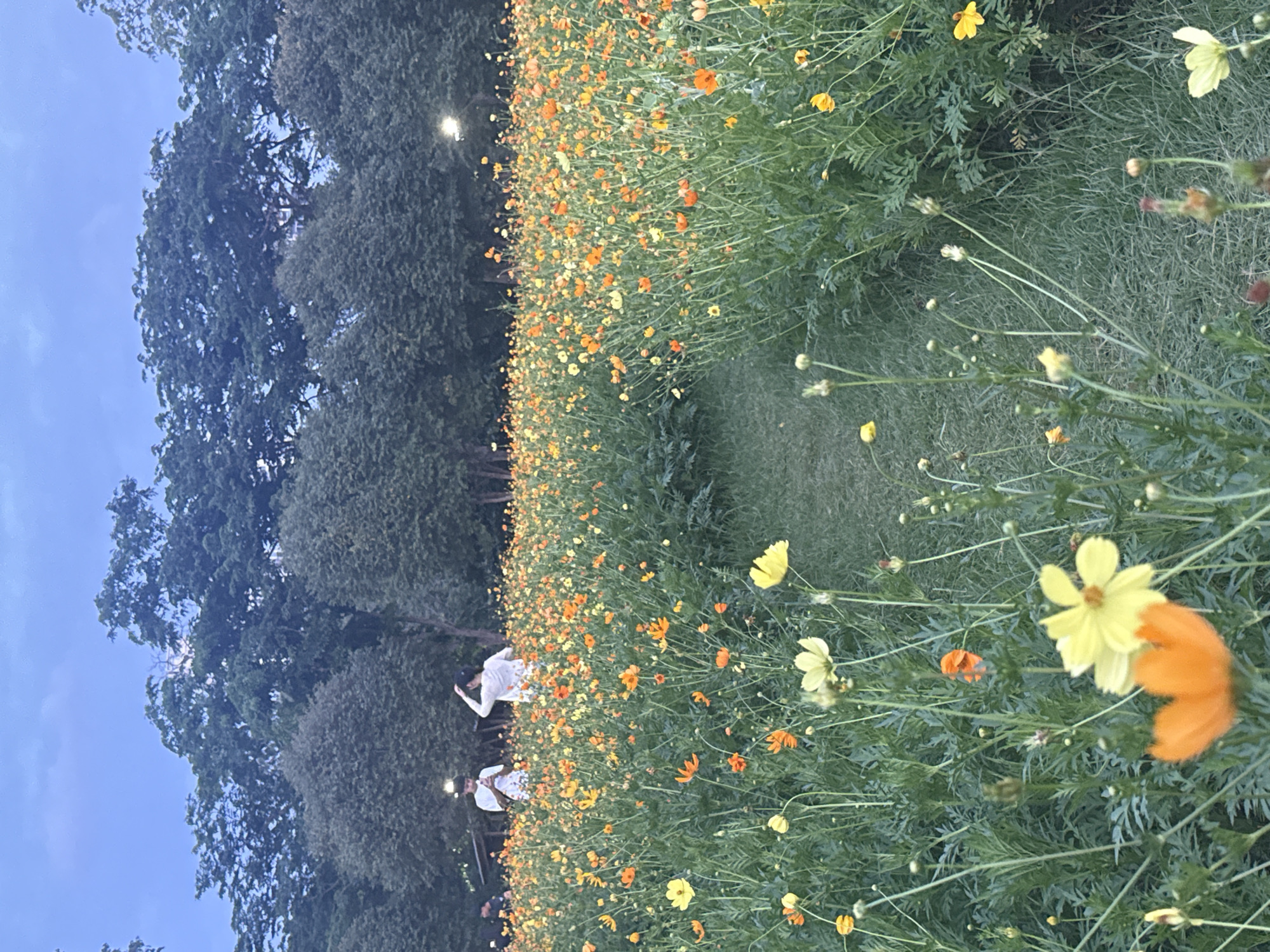 Two people are standing in a field of cosmos flowers at dusk. The field is filled with orange, yellow, and white flowers, and a path of grass runs through the middle. In the background, there is a line of trees and a bright light illuminating the sky. The location is Suan Luang Rama IX Park in Bangkok, Thailand.