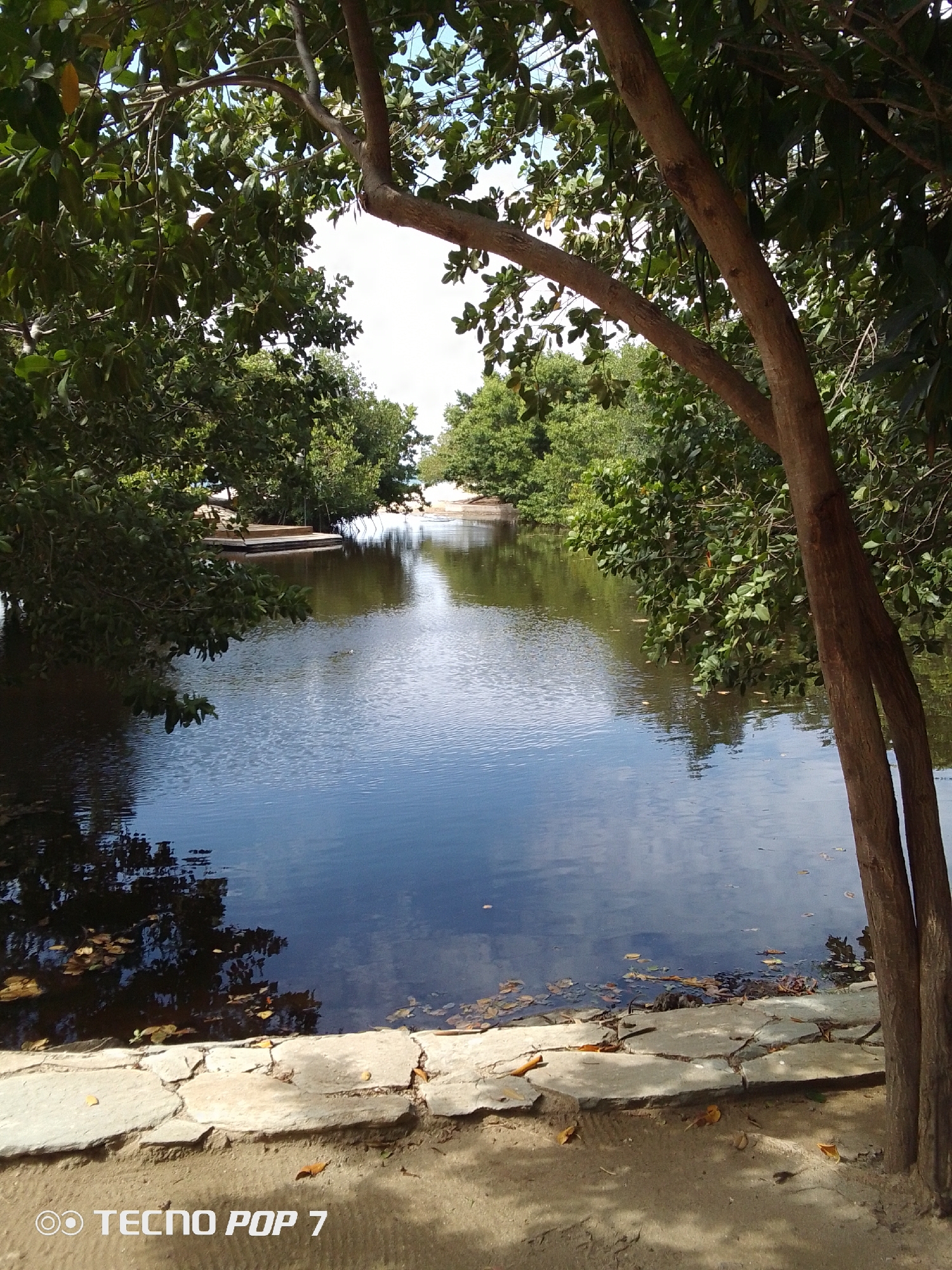 The image depicts a tranquil body of water surrounded by lush green vegetation, likely a lagoon or small lake. The water's surface reflects the sky and surrounding trees, creating a serene and picturesque scene. In the foreground, a rough stone embankment lines the water's edge, with fallen leaves scattered nearby. A tree with a split trunk stands prominently on the right, framing the view. Across the water, one or more structures can be seen.
The image is tagged with "TECNO POP 7," likely the device used to capture the photo. The location is indicated to be Pedro González, Venezuela.
