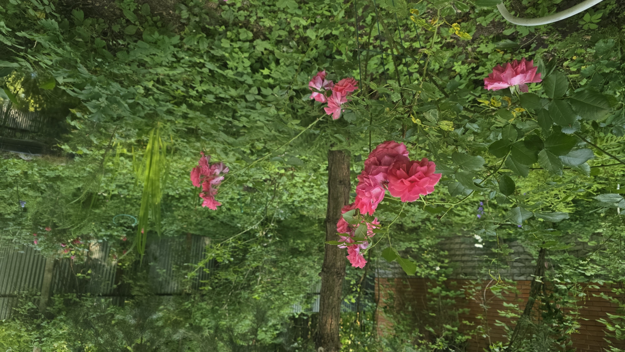 The image depicts a vibrant garden scene in Il’inskiy, Russia, characterized by abundant greenery and several clusters of bright pink roses in full bloom. The garden appears lush and overgrown, with various plants and foliage creating a dense backdrop. A prominent feature is a rustic wooden post or small tree trunk, around which some of the rose vines are growing.
The roses are the main subjects, showcasing their delicate petals and rich color against the varied shades of green leaves. Some of the roses are single blooms, while others are clusters, suggesting different varieties or stages of flowering. In the background, hints of human-made structures can be observed, including corrugated metal fencing and a brick wall, suggesting a domestic or semi-rural setting. The overall impression is one of a natural, somewhat wild, and thriving garden.
The lighting suggests it might be daytime, with diffused light filtering through the leaves. There are no people visible in the image. The mood conveyed is serene and natural, with the vibrant colors of the roses adding a touch of joy and beauty to the scene. No text is visible in the image.