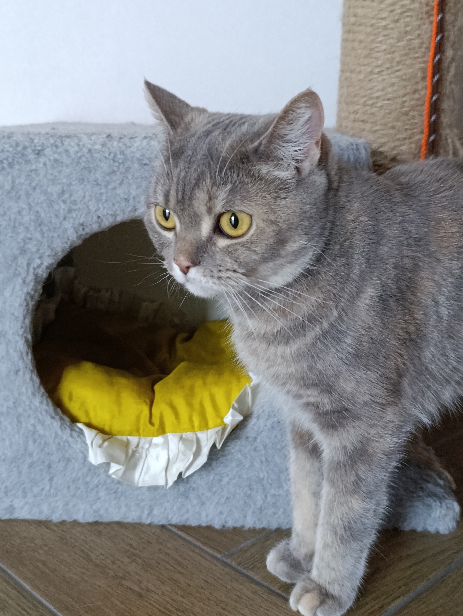 A gray tabby cat with yellow eyes stands next to a gray cat tree with a round opening. Inside the cat tree is a yellow and white cushion. Behind the cat tree, a scratching post is visible. The scene is indoors, set on a brown wood-patterned floor. The location is not evident from this image.