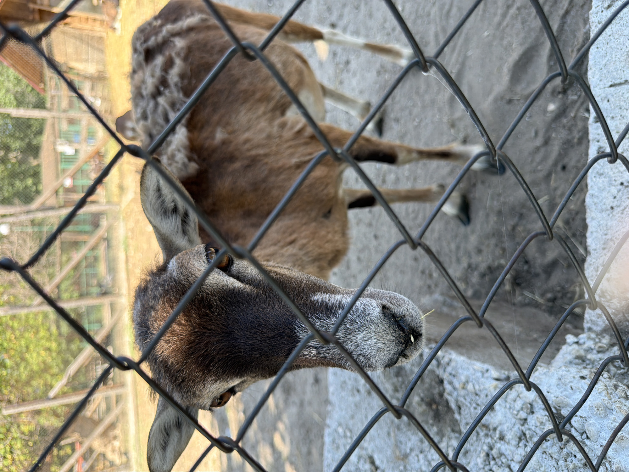 A medium shot captures a mouflon standing behind a wire mesh fence in an enclosure. The mouflon's head and upper body are in focus, with its brown fur visible. Its eyes are brown, and its nose appears greyish with some hay sticking out of its mouth. The background shows a sandy ground, some wooden structures, and trees, suggesting an outdoor zoo or wildlife park. The fence is in the foreground, obscuring parts of the animal and the environment.