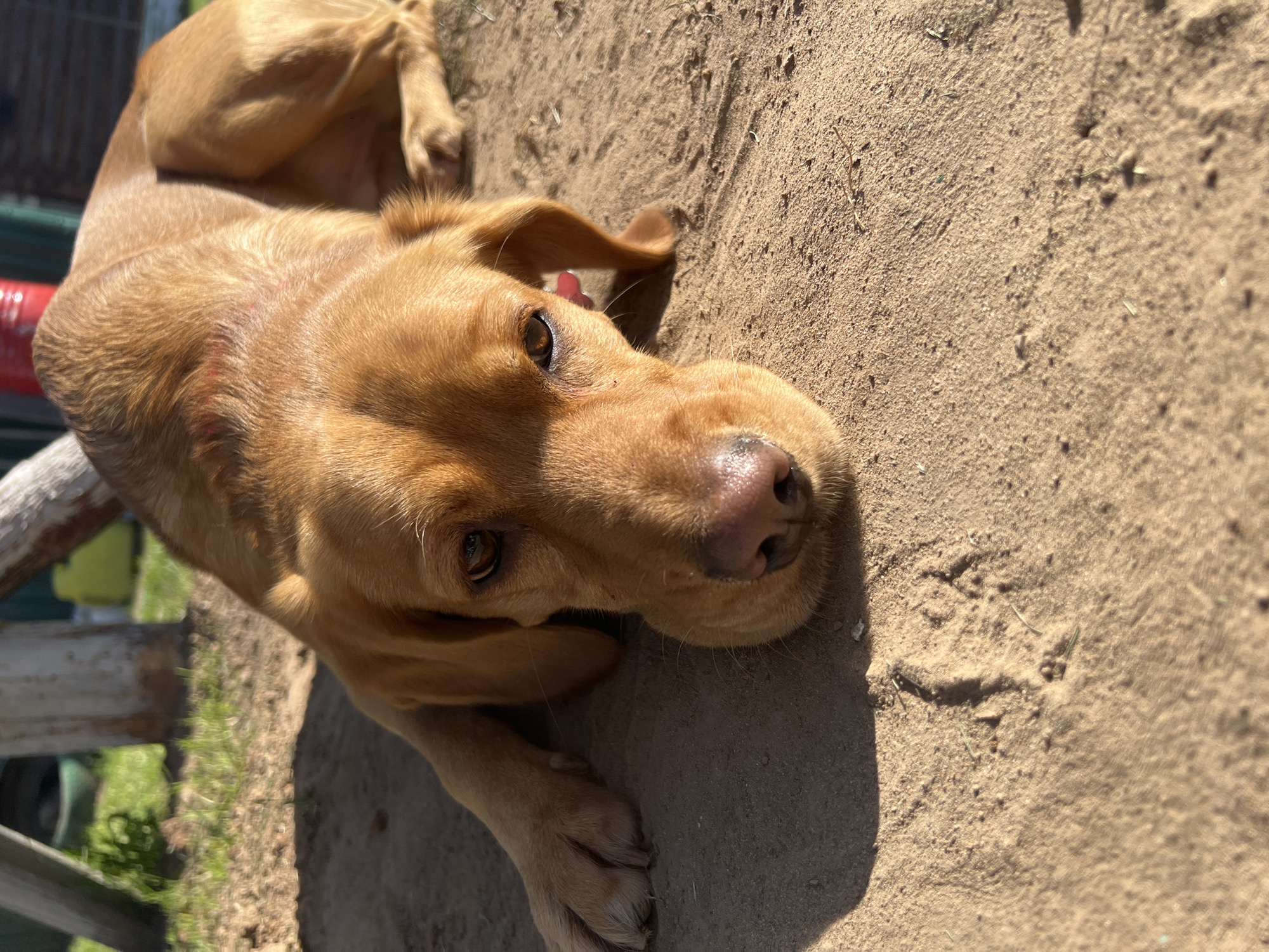 A golden-colored dog is lying on sandy ground. The dog's head is closest to the viewer, with its ears flopped to the sides. It has brown eyes and a pink nose. Behind the dog, there is a blurred background with glimpses of grass, a white wooden structure, and what appears to be a green object. The scene is brightly lit, casting a shadow from the dog onto the ground. There is no direct evidence to confirm the location in Chaikovsky, Russia, as the visible details are not specific to that city.