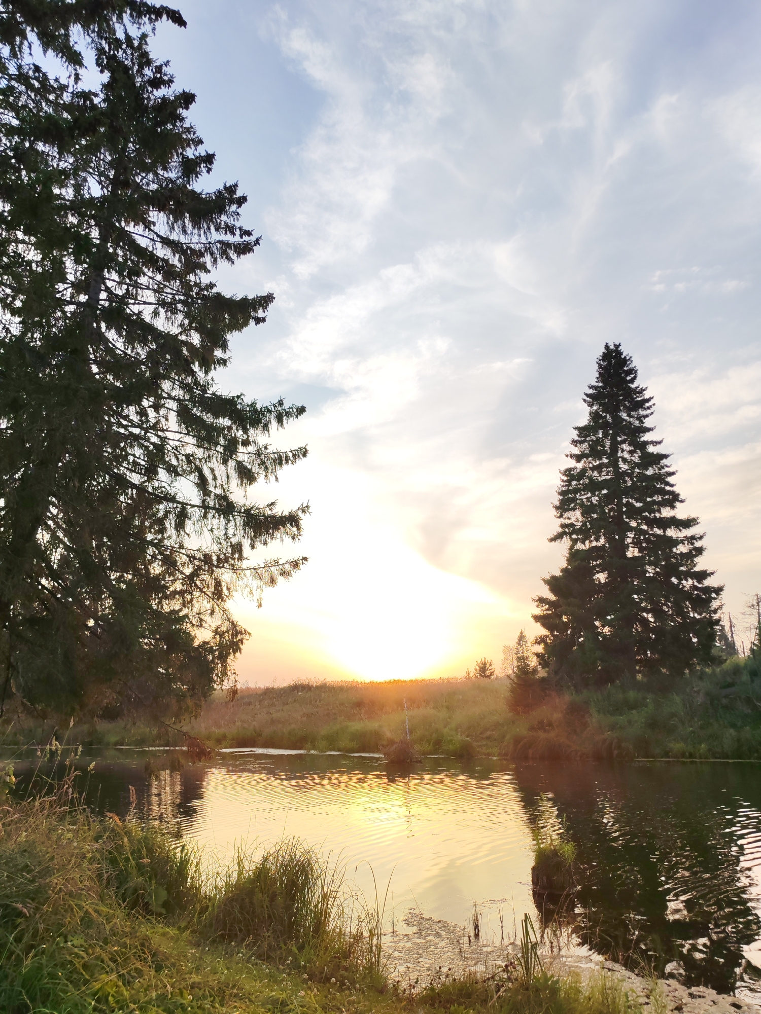 The image depicts a serene natural landscape, likely in the vicinity of Podshivalovo, Russia. The scene is dominated by a tranquil body of water, possibly a river or lake, reflecting the soft hues of a sunset. Tall, dark green evergreen trees frame the left and right sides of the image, their silhouettes stark against the sky. The sky itself is a canvas of pale blues and whites, with wispy clouds catching the warm, golden light of the setting sun, which is partially obscured by the horizon. The water's surface is gently rippled, creating shimmering patterns of light. Along the banks of the water, lush green grass and reeds grow, adding to the natural, untouched feel of the environment. The overall atmosphere is peaceful and quiet, capturing a moment of natural beauty at dusk. There are no people or animals visible in the frame.