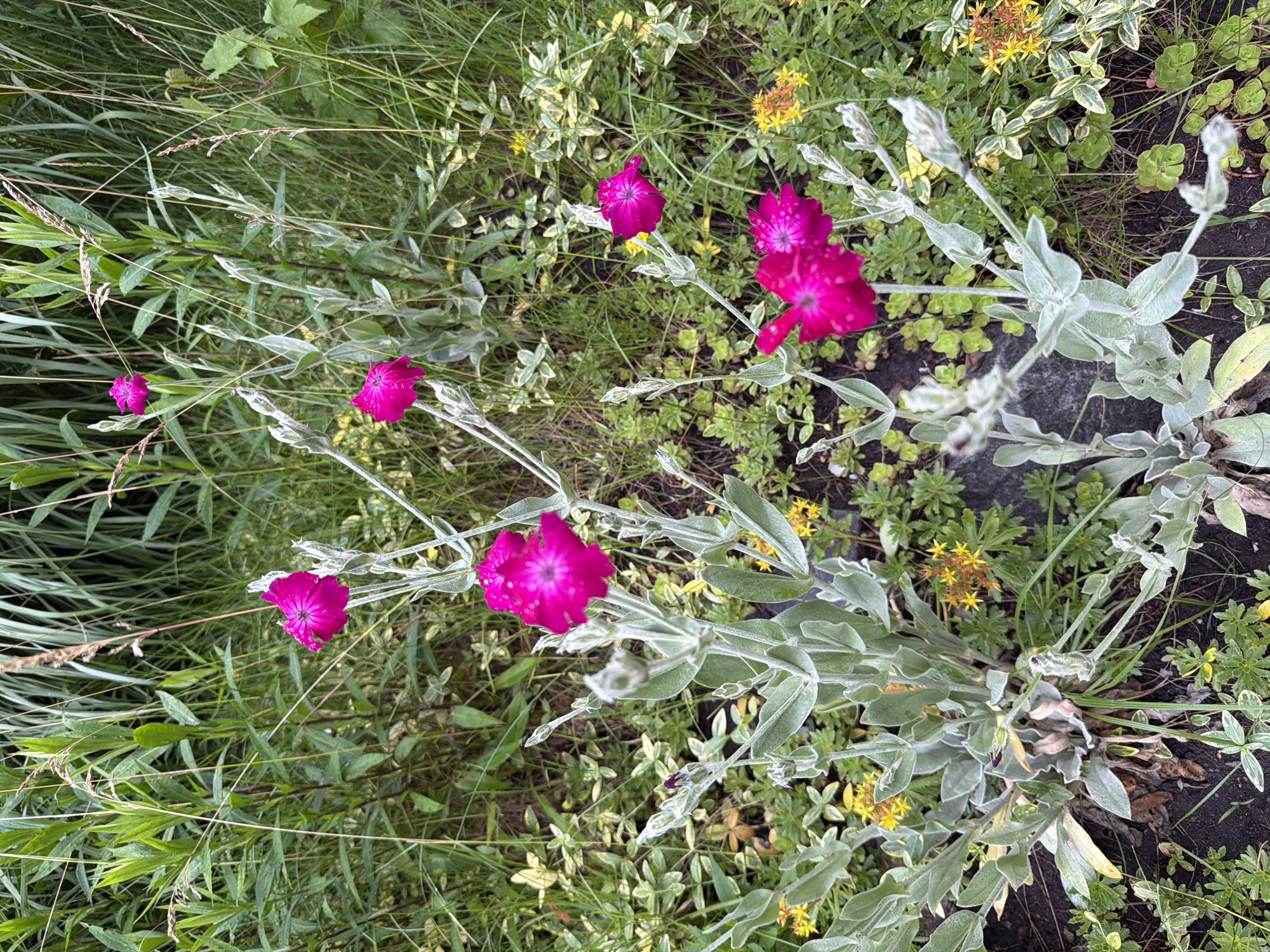 In a garden area of Kyiv, Ukraine, a close-up shot showcases a patch of vibrant pink flowers, identified as Rose Campion (Silene armeria). The flowers, characterized by their fringed petals, are in various stages of bloom, with some fully open and others appearing as developing buds. They are supported by slender, silvery-green stems, which are covered in fine hairs. The surrounding environment is a lush, green natural setting. In the background, tall, reedy grasses and other green foliage create a dense backdrop. Interspersed among the Rose Campion are smaller yellow flowers, likely sedum, and low-lying green ground cover plants with variegated leaves. The overall impression is of a wild, uncultivated garden space, with the pink flowers providing a striking visual focal point against the green tones.