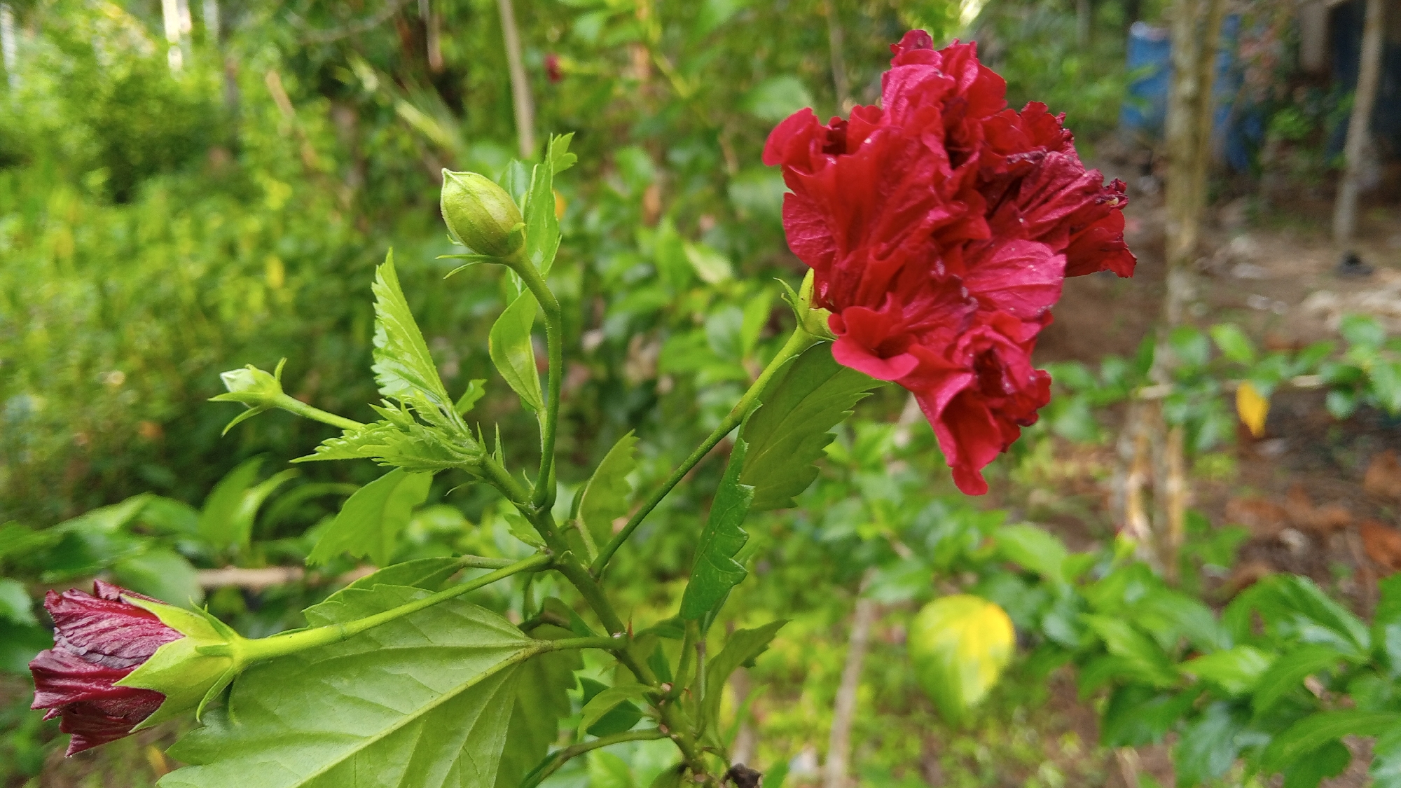 The image depicts a red hibiscus flower in bloom, with a closed bud above it and a flower bud that's almost open at the bottom left of the image. The plant is surrounded by green foliage. The location is Meunasahdayah, Indonesia. The background is out of focus.