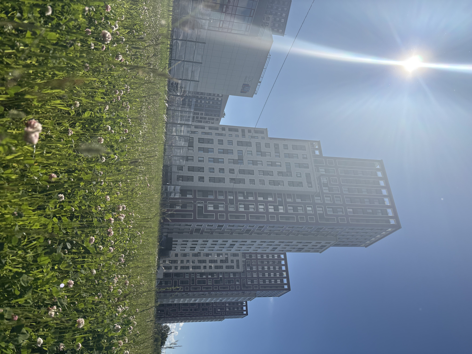 This is a medium-angle, low-light photograph taken outdoors on a sunny day in a city. The foreground is dominated by a field of green grass with numerous small, pink and white clover flowers. In the mid-ground, a chain-link fence runs horizontally across the frame. Behind the fence are several modern, tall, multi-story residential buildings. The buildings are constructed with a light-colored facade and feature a pattern of dark-colored square window frames. One building on the left has a large, light-colored rectangular section with the number "179" and a logo visible. The sky is clear and blue. The sun is prominently visible in the upper left quadrant of the image, emitting bright rays and lens flare. The overall impression is of a newly developed urban area with green spaces.