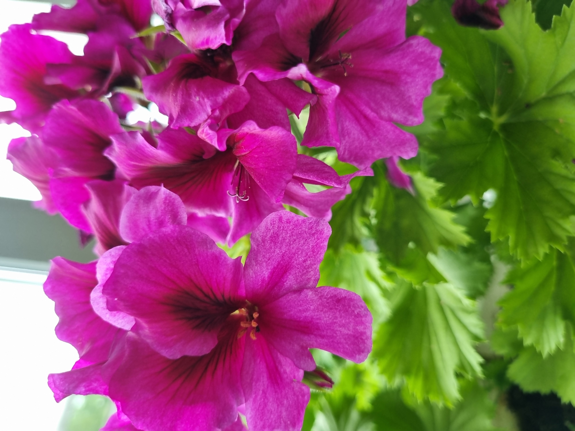 A close-up shot depicts a cluster of vibrant purple geranium flowers with dark maroon markings towards the center of each blossom. Bright green, lobed leaves are visible on the right side of the frame. The background is blurred and suggestive of a bright, possibly indoor environment. No people or indications of a specific location in Kemul, Russia, are evident in the image. The focus is solely on the floral arrangement.