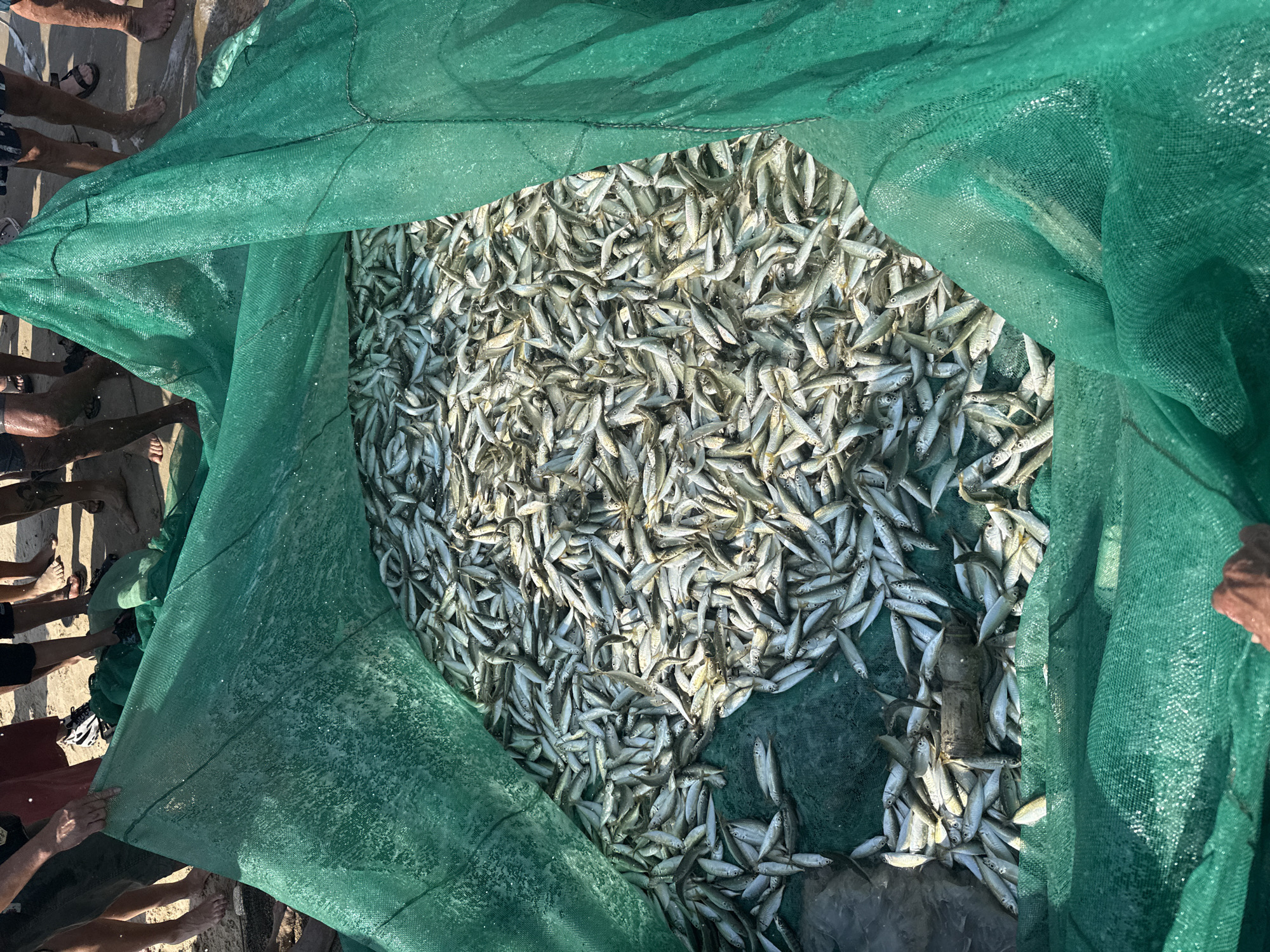 The image displays a significant quantity of small, silvery-grey fish, consistent with anchovy or sardine species, densely packed within a large, wet, green mesh fishing net. The scene is situated on a sandy beach or shallow shoreline in Đà Nẵng, Vietnam. Multiple individuals are partially visible around the perimeter of the net. Their bare feet and lower legs are visible standing on wet sand and in shallow water. At the top left, two hands are holding the net's edge, and another hand is visible in the bottom right corner, also grasping the net. This indicates active human involvement in containing or processing the catch. A dark, cylindrical object, possibly a piece of wood or debris, is interspersed among the fish. The lighting is bright, consistent with daylight conditions.