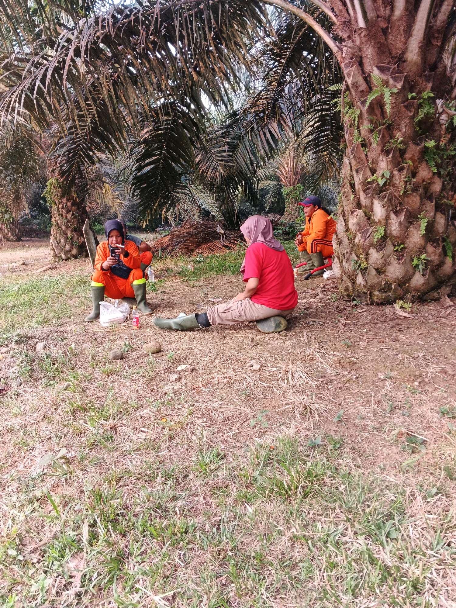 In Pondok Baru, Indonesia, three individuals are observed taking a break amidst a palm oil plantation. The scene depicts a casual moment with people seated on the ground, surrounded by the characteristic dense foliage of palm trees.
In the foreground, a person wearing an orange uniform and green boots is seated, holding a smartphone and what appears to be a cigarette. Beside them, a white plastic bag and a red bottle are placed on the dry, grassy ground.
To the right and slightly behind, another individual is seated on a green object, wearing a red shirt and light-colored pants, facing away from the camera. Further to the right, a third person in an orange uniform and red cap is also seated, appearing to rest. The environment is characterized by the rough bark of large palm trees and a ground covered with dry grass and scattered leaves. The lighting suggests it is daytime, possibly late afternoon or early morning, with soft light filtering through the palm fronds.