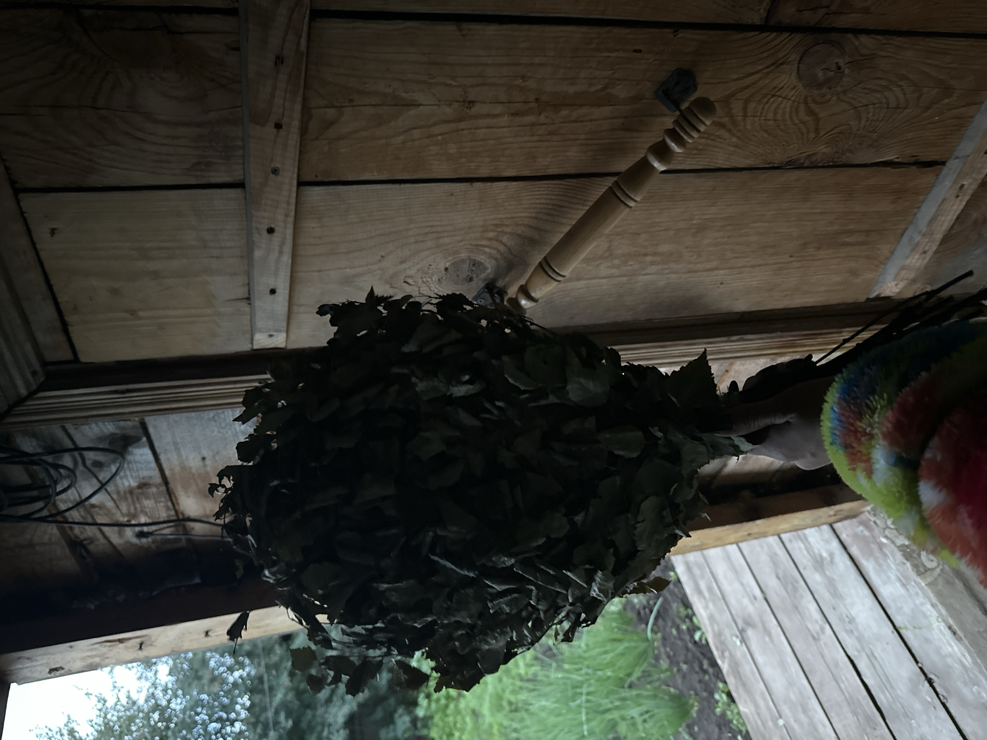 A rustic wooden ceiling with visible grain and nail heads is the backdrop for a bathhouse whisk, or venik, made of dried leaves. The whisk, dark and dense, hangs from a wooden handle attached to the ceiling by a metal bracket. To the right of the whisk, a brightly colored, fuzzy object, possibly a textile or a toy, is partially visible, with its edge touching the whisk. The overall scene suggests an indoor setting, possibly a sauna or bathhouse, given the presence of the venik.
Below the ceiling, a wooden floor is visible, with planks laid horizontally in the foreground. Beyond the floor, out-of-focus greenery and a hint of trees suggest an outdoor environment. The lighting is dim, creating shadows that add to the rustic and perhaps humid atmosphere of a bathhouse. No specific time of day or weather conditions are explicitly evident, but the interior setting is clear. The location context provided is "Сосново, Russia," which aligns with the traditional use of veniks in Russian saunas. There is no visible text in the image. The scene evokes a sense of traditional practice and relaxation.