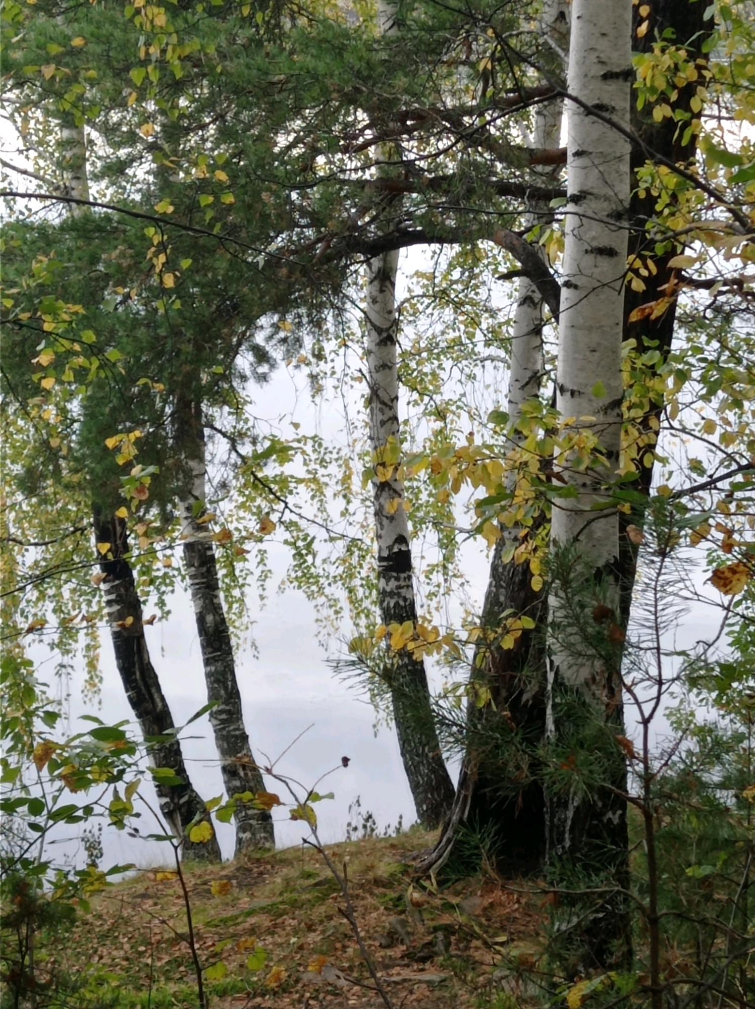 The image captures a dense forest scene with several birch trees and pine trees visible. The birch trees have characteristic white bark with black markings. The foliage on the trees shows a mix of green and yellowing leaves, suggesting it is autumn. The ground is covered with fallen leaves and some moss. The background is blurred, indicating a hazy or overcast sky. The image appears to be taken in a natural environment, likely a forest or park area.