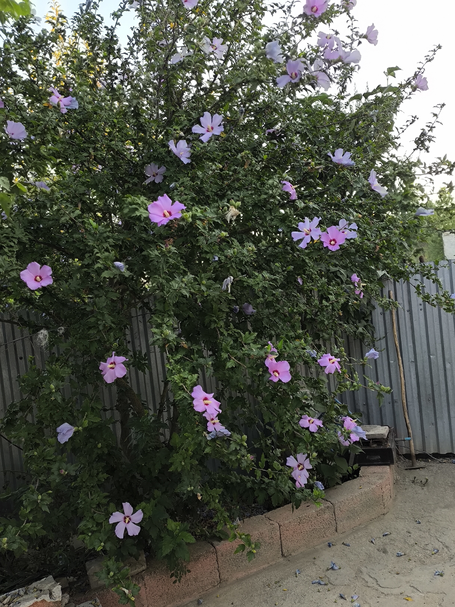 A bush with numerous pink and purple hibiscus flowers and green leaves is visible. A grey corrugated metal fence stands behind the bush, with a dirt ground in front. A brick border runs along the bottom of the image. The scene is located in Yuzhno-Sukhokumsk, Russia.