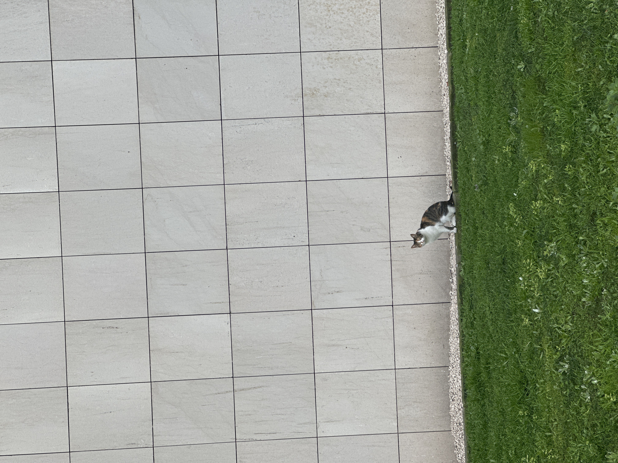 The image shows an outdoor scene, likely a backyard or patio, in what could be the city of Esenyurt, Turkey. A cat, predominantly white with tabby markings, is positioned near the edge where light-colored square patio tiles meet a strip of gravel or small stones, bordering a patch of green grass. The tiles cover a large portion of the frame, while the grass occupies the right edge. The cat appears to be looking toward the grass. The angle of the photograph suggests it was taken from directly above.