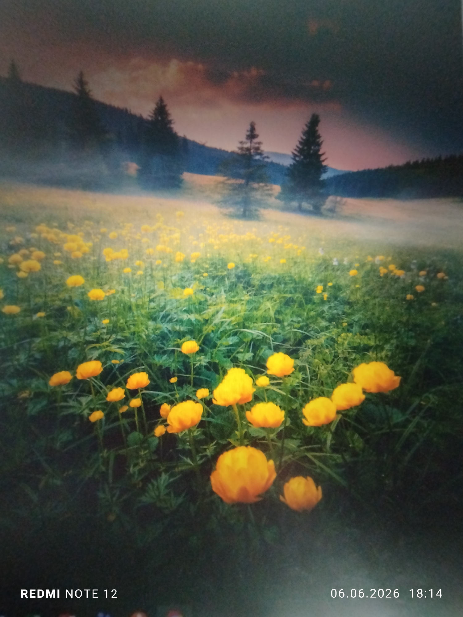 The image displays a natural landscape at either dusk or dawn, centered on a dense field of blooming yellow globeflowers with prominent green foliage in the foreground and extending into the midground. No individuals or animate subjects are discernible. A pervasive layer of mist or fog hangs low, partially obscuring the distant field and the bases of scattered coniferous trees. In the background, dark, forested hills or mountains with additional coniferous trees rise against a sky characterized by heavy, dark clouds exhibiting reddish-orange and purple tones near the horizon. The overall lighting is low and diffused. The image includes embedded metadata indicating it was captured with a Redmi Note 12 device on June 6, 2026, at 18:14. This scene is located in the city of Burgas, Bulgaria.