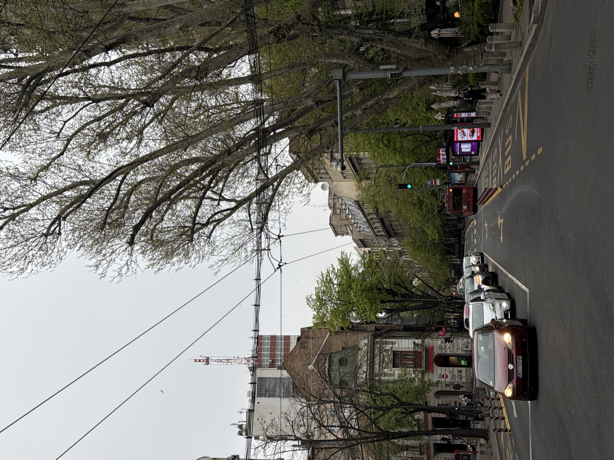 A street scene in Belgrade, Serbia, features a tree-lined avenue with buildings lining both sides. A red bus occupies a designated bus lane on the right, marked with yellow painted letters. A line of cars is waiting on the right side of the road. Power lines crisscross the sky above. A construction crane is visible behind the buildings on the left side. The sky is overcast.