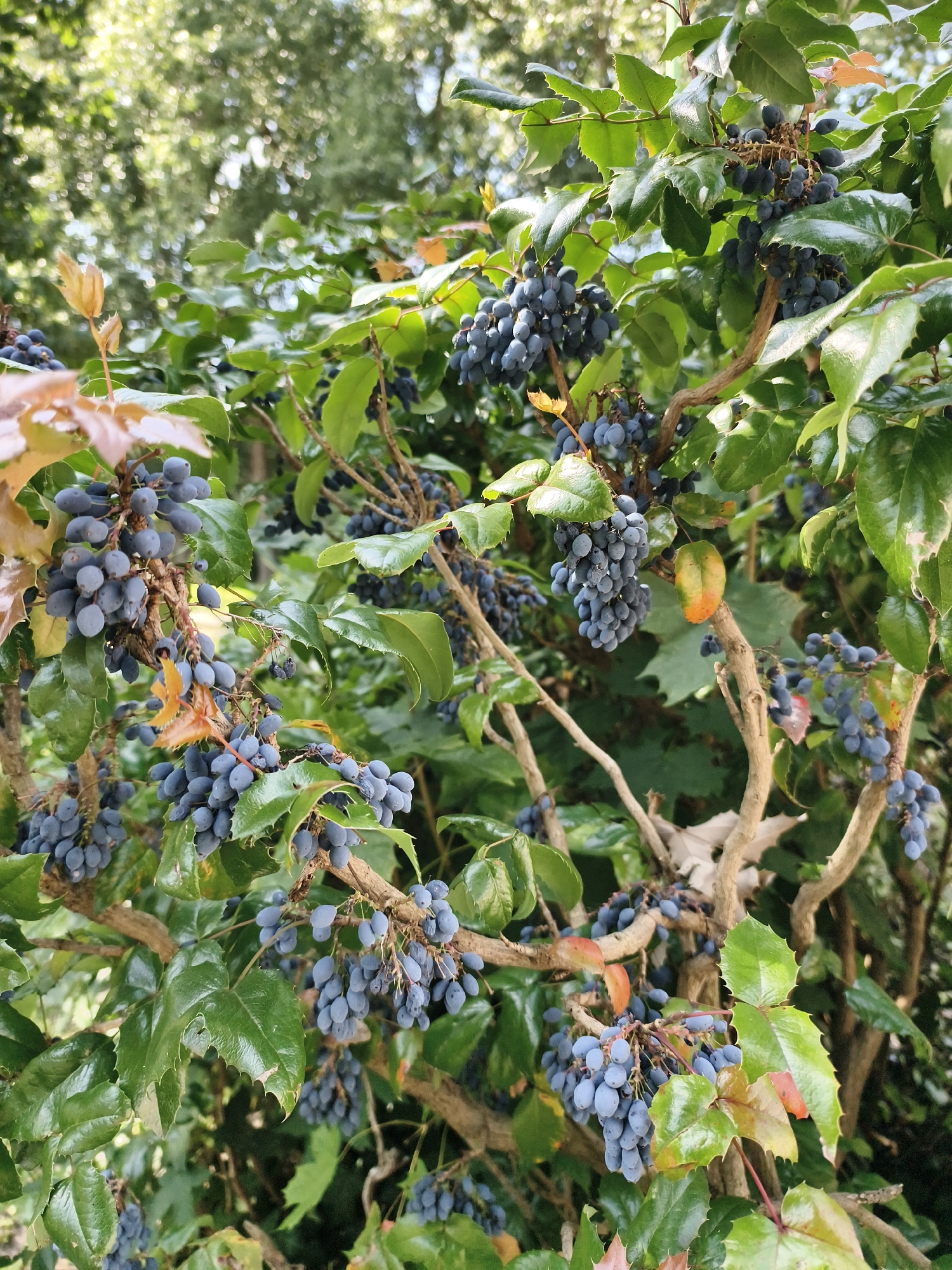The image is a close-up, outdoor shot of a Mahonia aquifolium plant, commonly known as Oregon grape. The plant is laden with clusters of dark blue berries, which hang from its branches amidst glossy, green, holly-like leaves. Some leaves show hints of reddish-brown, suggesting the transition of seasons. The background is softly blurred, indicating a shallow depth of field, with dappled sunlight filtering through what appears to be a canopy of trees, creating a bokeh effect. The overall impression is one of a natural, cultivated garden setting. The image does not contain any people, and no specific urban features are visible to pinpoint a location within Tczew, Poland.