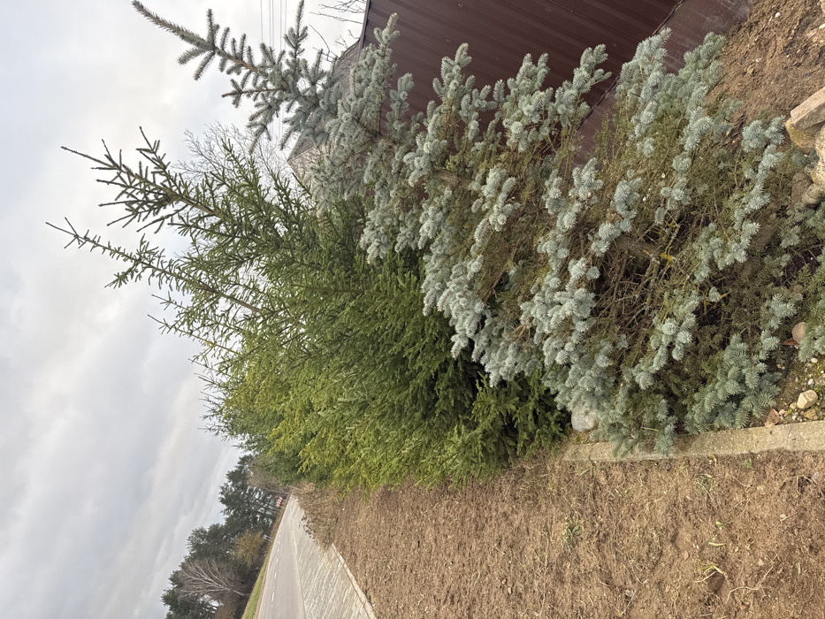 The location is in the city of Unknown, Unknown. The scene depicts an outdoor roadside environment under an overcast, light grey sky. In the foreground, a row of coniferous trees runs parallel to the viewer's position. The prominent tree in the immediate foreground is a blue spruce, characterized by its silvery-blue needles and sprawling lower branches. Behind it, a dense line of taller green spruce or fir trees is visible. These trees are situated on a strip of bare, brown earth with scattered dry vegetation, which abuts a light-colored paver curb. To the left, a paved asphalt road extends diagonally into the distance, bordered by a similar paver shoulder. The background on the left features a dense treeline composed of mixed deciduous and coniferous species. On the right, behind the conifer trees, a dark brown corrugated metal fence is partially visible, with a portion of a reddish-brown roof structure and overhead utility lines observed above it against the sky. No individuals, vehicles, or animals are present.