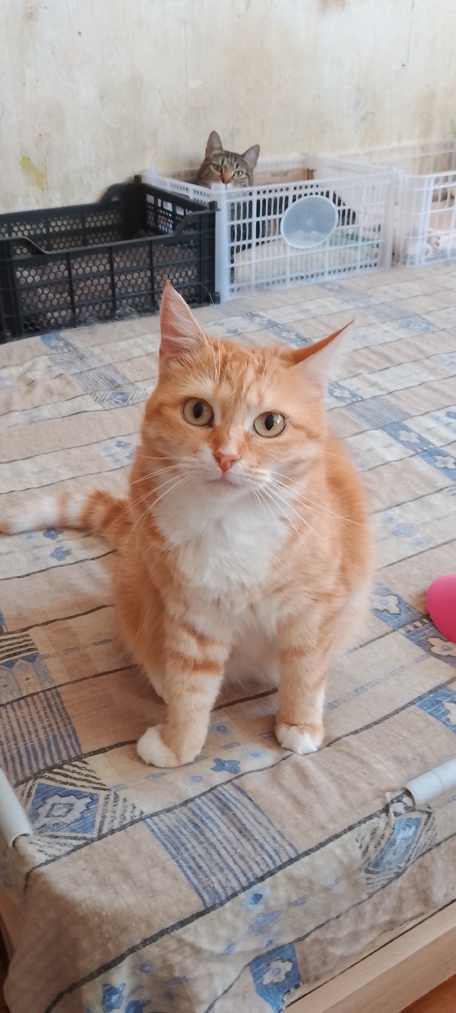 The image depicts an indoor scene. In the foreground, an orange tabby cat is seated on a bed with a patterned blanket. The cat is facing the camera, with its paws tucked beneath it. The cat has green eyes and white markings on its chest and paws. In the background, another tabby cat is visible peeking out from behind a white plastic crate. To the left of the second cat, a black plastic crate is also visible. The background wall is textured and appears to be painted a light color. The scene is illuminated by ambient light. The location is identified as Belgorod, Russia.