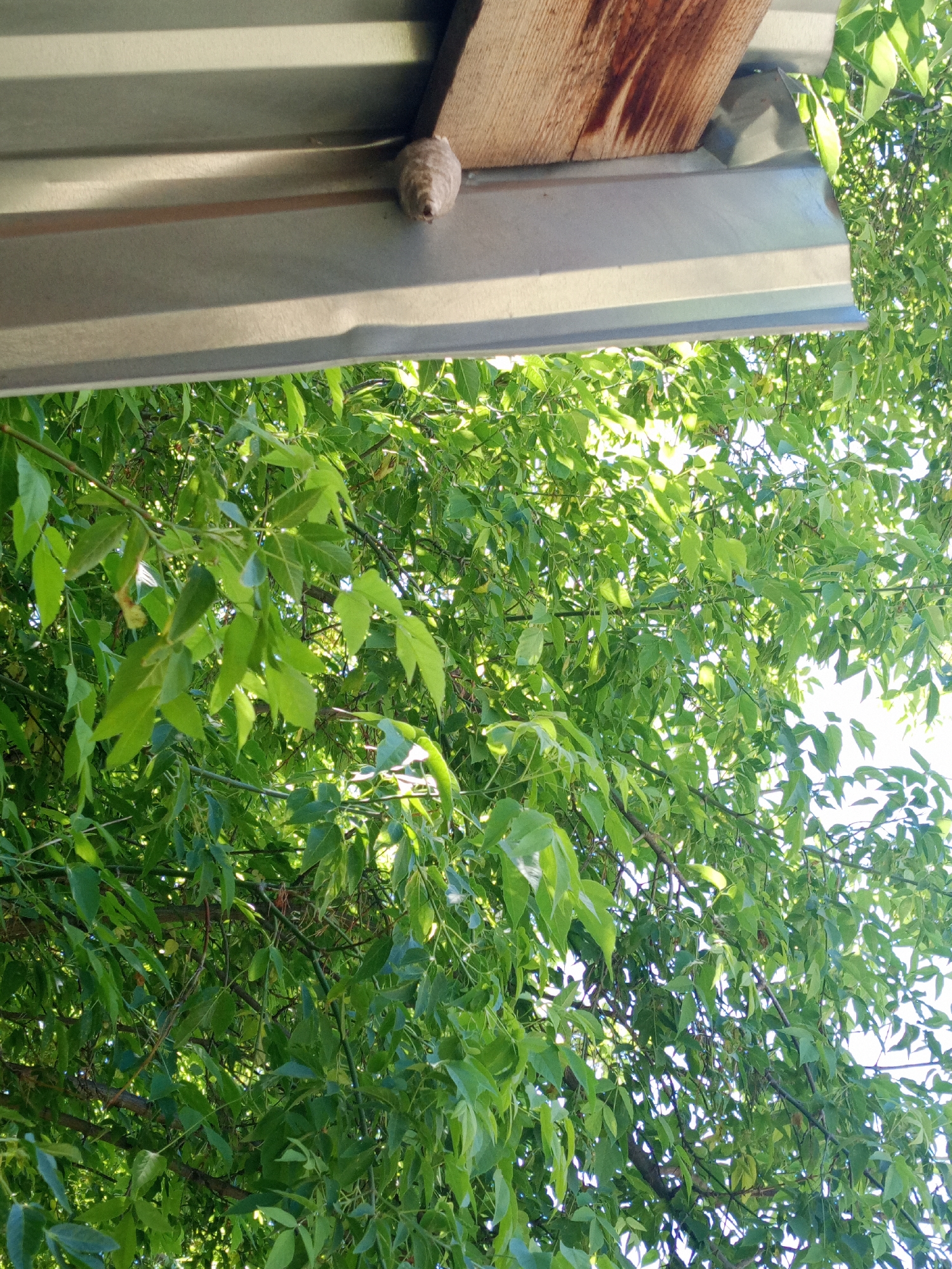A close-up, low-angle shot captures a wasp nest attached to the underside of a metal overhang, possibly a porch or eave, with a piece of weathered wood positioned above it. The nest is oval-shaped and a light brown color, with a visibly textured surface composed of multiple layers. Below the overhang, a dense canopy of bright green foliage from a tree fills the majority of the frame, with sunlight filtering through the leaves, creating a dappled effect against a bright sky. The image appears to have been taken outdoors in an area with vegetation.