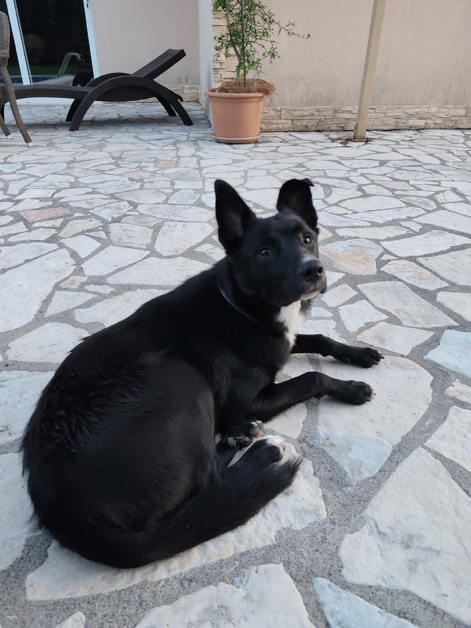 A black dog lies attentively on an outdoor patio in Spuž, Montenegro. The dog, with sleek black fur and white markings on its chest and front paws, rests on its left side with its head slightly raised and ears perked, gazing towards the upper right of the frame. Its expression is alert and curious.
The patio floor is paved with irregular, light-colored flagstone tiles interspersed with grey grout. In the background, a dark brown outdoor recliner is positioned to the left of a glass sliding door or window, which reflects portions of the surroundings. A partial view of a wicker chair is visible on the far left. To the right of the glass door, a terracotta pot holds a small green plant. A low stone wall runs along the base of the building, and a metal post, possibly for an umbrella, is visible on the far right. The lighting suggests either early morning or late afternoon, with soft, natural light illuminating the scene. No text is visible.