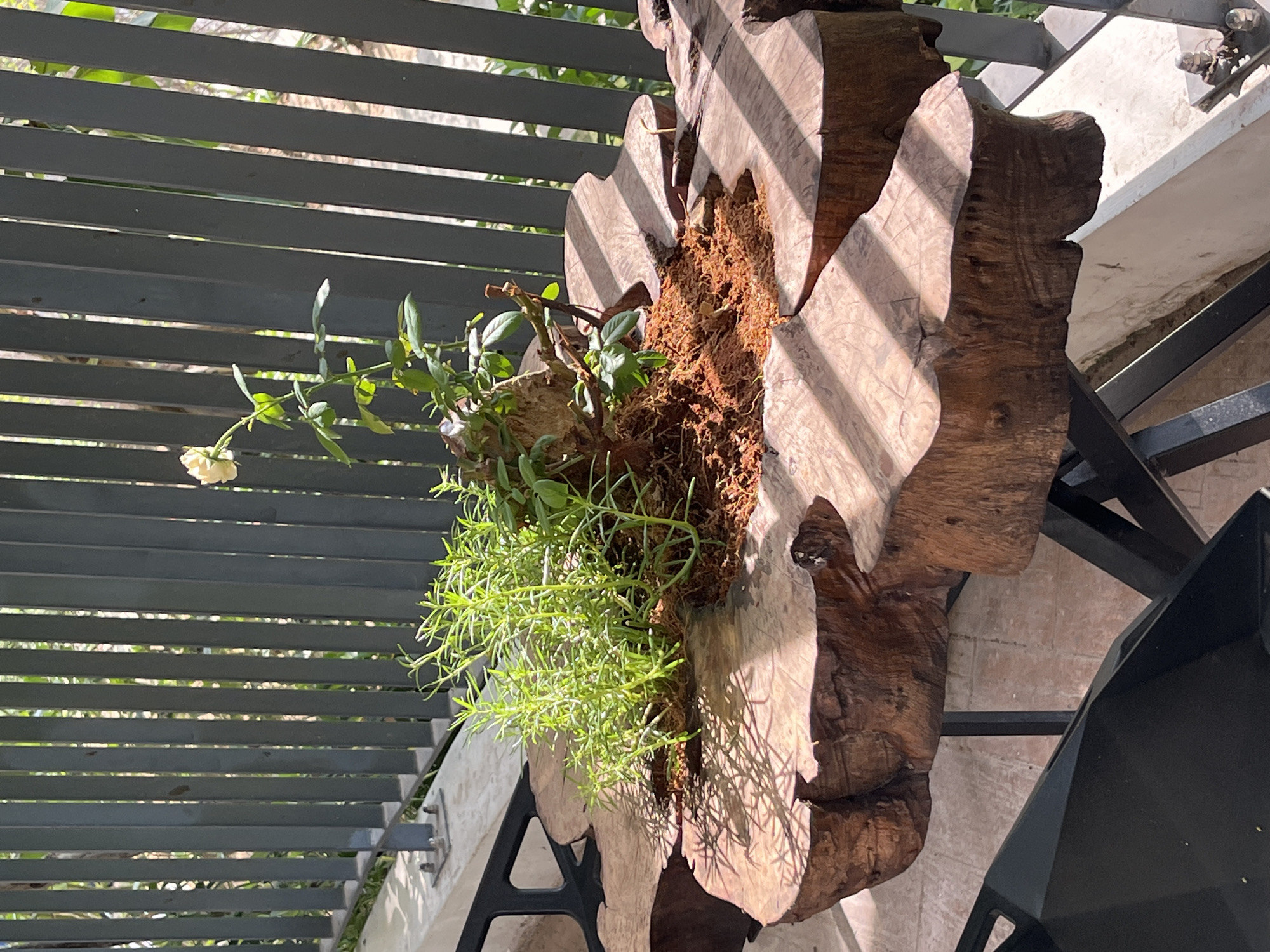 A vertical, eye-level shot shows a wooden planter holding greenery on a balcony in Bac Nha Trang Ward, Vietnam. The planter is made from a rough-hewn piece of wood with a cavity filled with brown fibrous material, likely for moisture retention. Green plants grow out of the planter; a small vine with a single white flower droops to the left. The wooden planter is positioned against a gray metal railing with horizontal slats. Sunlight filters through the slats, casting striped shadows across the planter. The railing is mounted on a white concrete beam. Below, the planter is mounted on a black metal stand. The environment is bright with natural light.