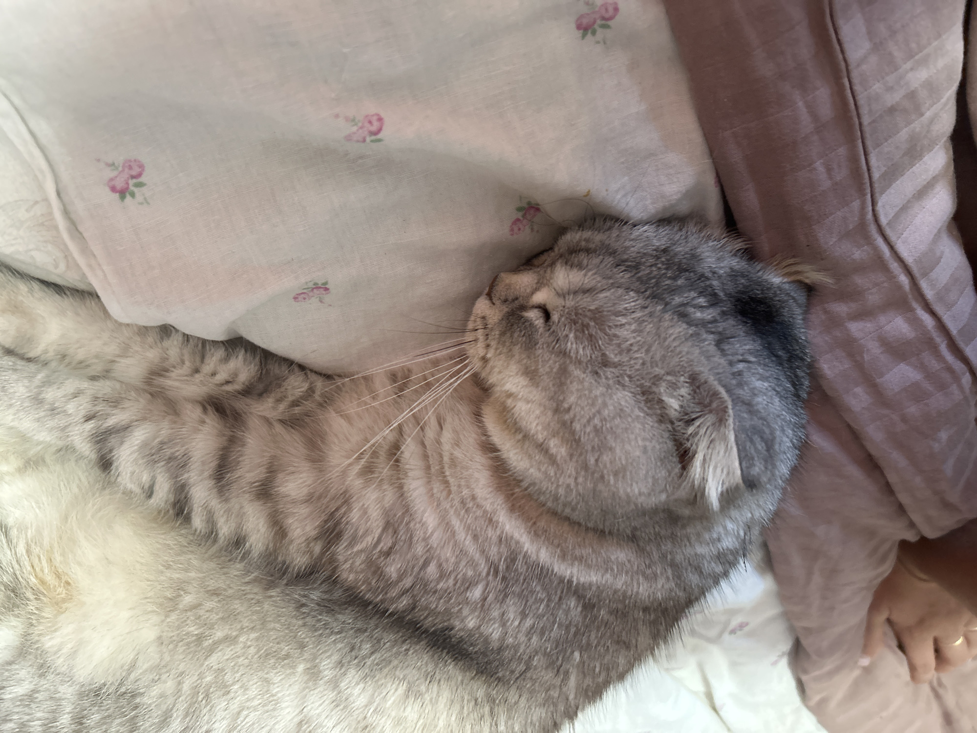 The image shows a close-up, overhead view of a grey tabby cat sleeping on a bed. The cat is curled up, with its head resting on a pillow patterned with small pink flowers. The pillow is light-colored, possibly white or cream. A person's hand is visible in the lower left corner of the frame, resting on a pink duvet. The hand has a gold ring on one finger. The background consists of bedding and possibly the edge of a mattress. The scene is indoors. The location of Kerch, Ukraine, is not depicted or inferable from the image.