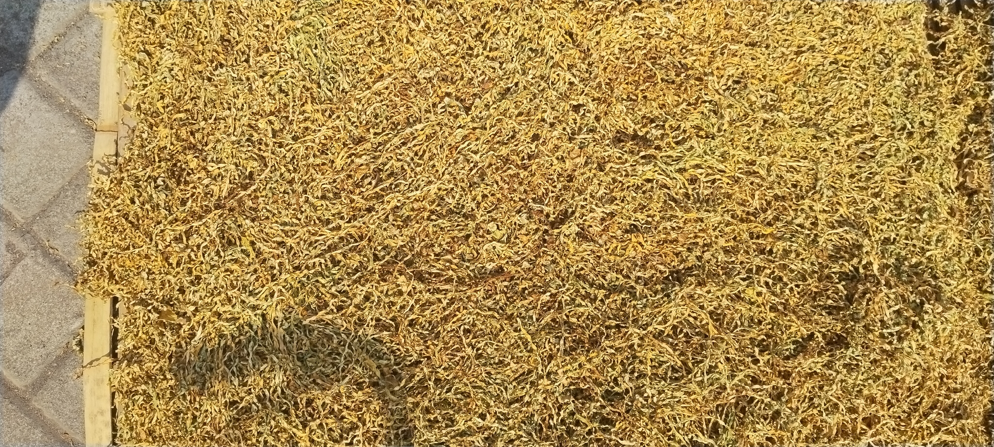 The image shows a large quantity of dried, stringy plant material, likely tobacco leaves, spread out on a flat surface. The material is a light brown to yellowish color and appears to be sun-dried, with shadows indicating sunlight. The texture is rough and matted. In the upper left corner, a portion of a wooden frame is visible, bordering the plant material. Beside the frame, a paved surface with rectangular paving stones can be seen, also casting shadows. This scene likely depicts a drying process for agricultural produce in a rural or outdoor setting. The context of Yosowilangun Kidul, Indonesia, suggests this could be related to local tobacco farming or processing.