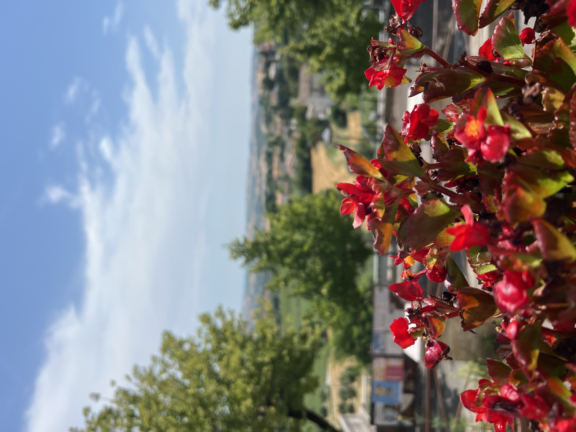 The image is a close-up shot of bright red flowers with green and brown leaves, likely begonia flowers. The flowers are in sharp focus and dominate the right side of the frame. In the background, a blurred landscape unfolds, featuring rolling green hills dotted with buildings and trees, suggesting a rural or semi-rural setting. The sky above is blue with white, wispy clouds. The lighting indicates it is daytime, likely midday or afternoon, with bright sunlight casting shadows. The scene appears to be outdoors, possibly on a balcony or in a garden, given the presence of the flowers in a planter. The overall mood is bright and natural. The location is identified as Barbara, Italy. No people or text are visible in the image.